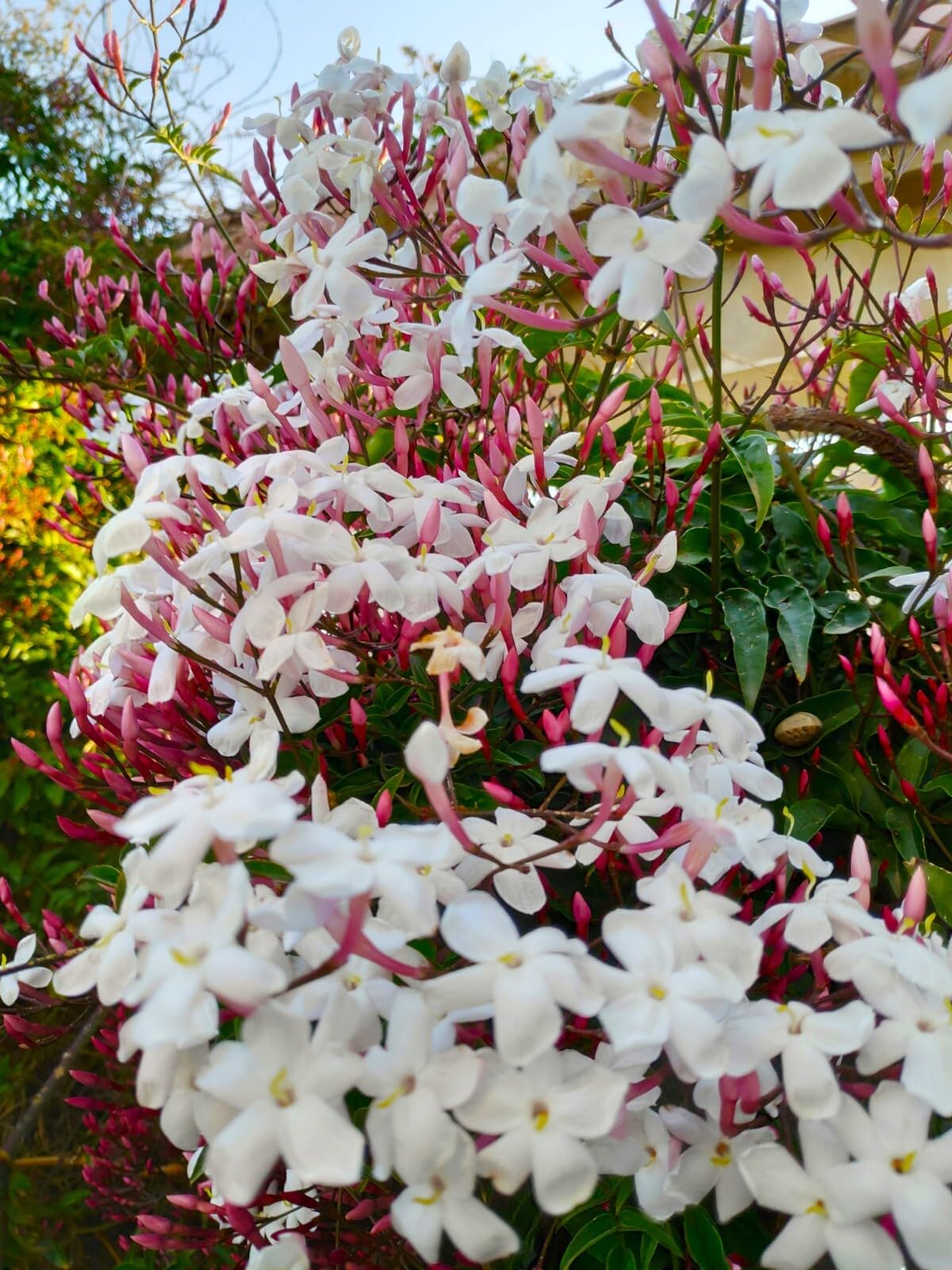 Live Plant - Pink Jasmine Jasminum Polyanthum Rooted Starter Plant Extremely Fragrant