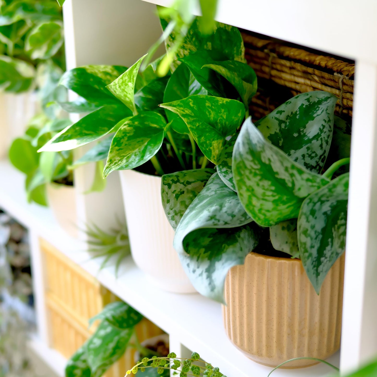 Live Pothos Plants (4PK) Indoor Plants Live Houseplants Mix Pack, Pothos Live Plant Box, Epipremnum Aureum, House Plants Indoors Live Plants, Real Plant Decor, Devils Ivy Vine by Plants for Pets