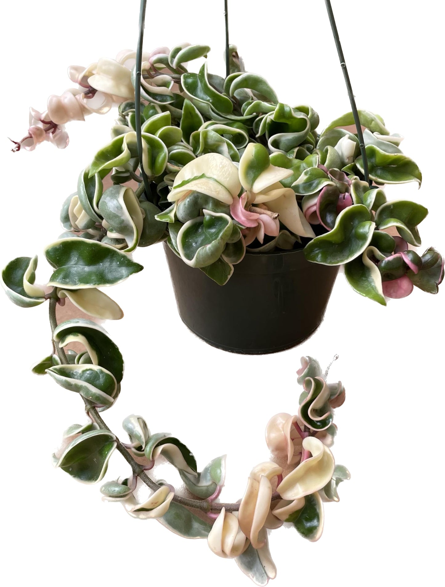 Variegated Hoya Compacta aka Hoya Hindu Rope Variegated Available in 2", 4", and 6" Pot Live Hoya Plant Prime Plants California (1 Small Plant/stem, 2" Pot)