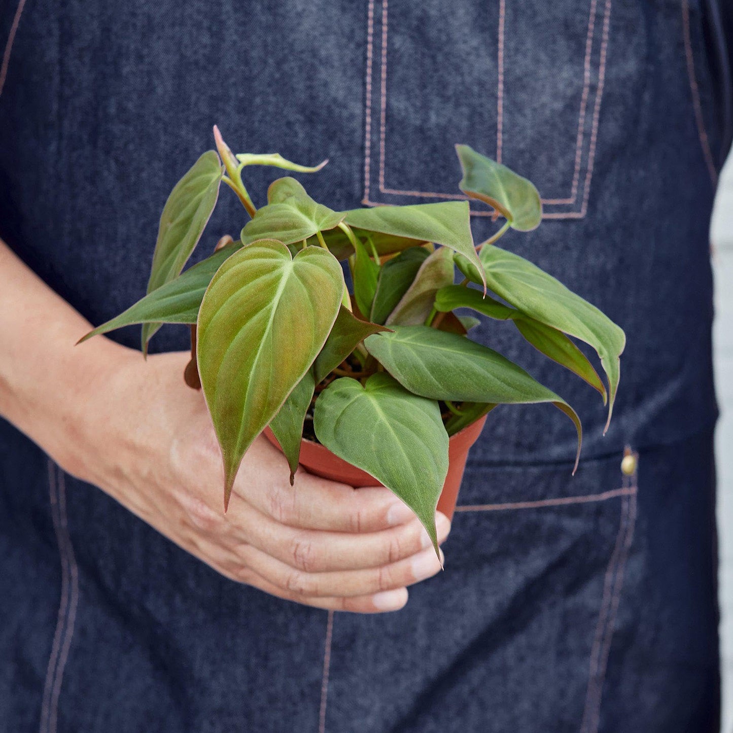Philodendron 'Velvet' | Live Plant for Indoor & Outdoor | for Living Room, Office, Bathroom | 4" Pot, White Cylinder