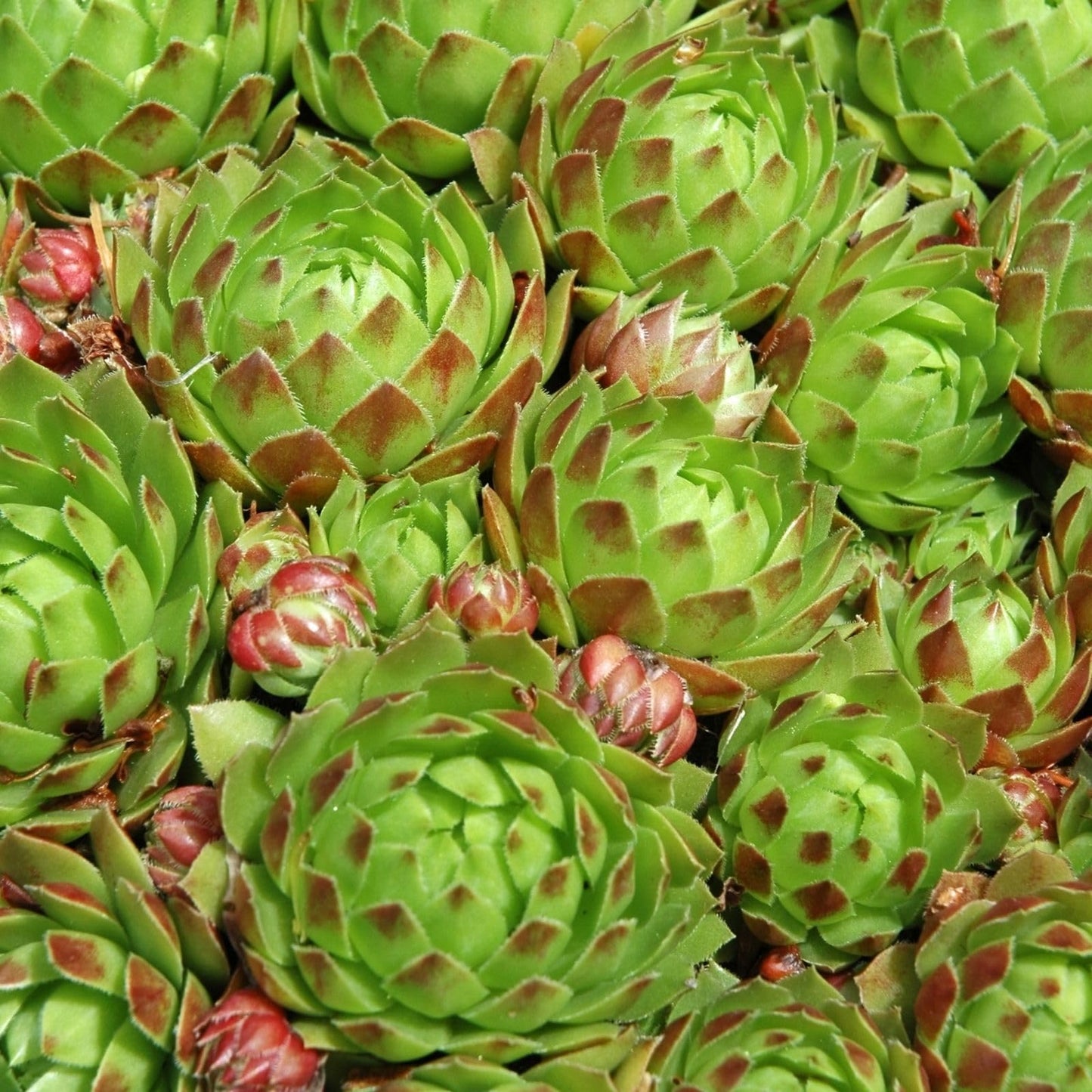 Clovers Garden Hens and Chicks Plants - Two (2) Live Plants – Non-GMO - Not Seeds - Each 4" to 8" Tall – in 4" Inch Pots - Perennial, Kid Friendly Gardening, Heat, Drought Tolerant