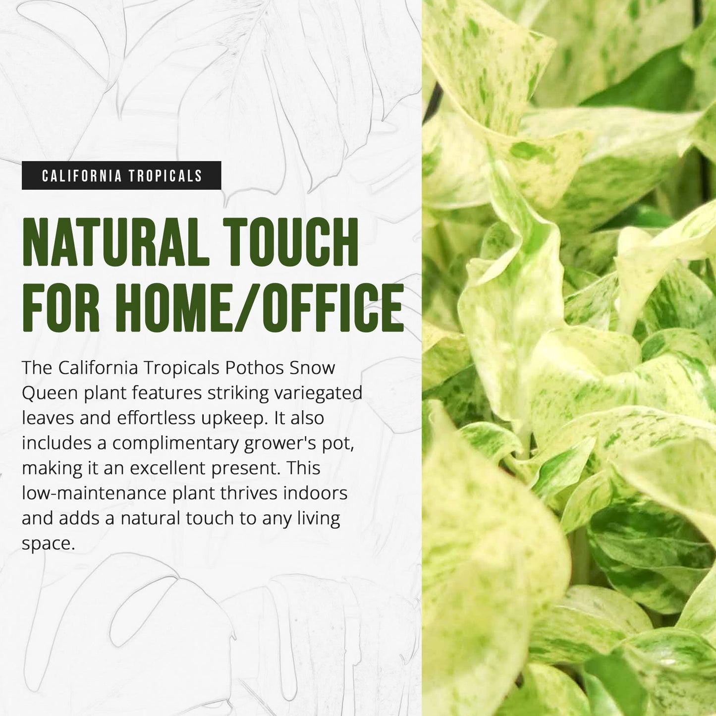 California Tropicals Pothos Snow Queen - 4" Live Plant - Variegated White and Green Leaves - Easy to Care for - Perfect for Indoor and Outdoor Home Decor, Office, and Gift - Pot Included