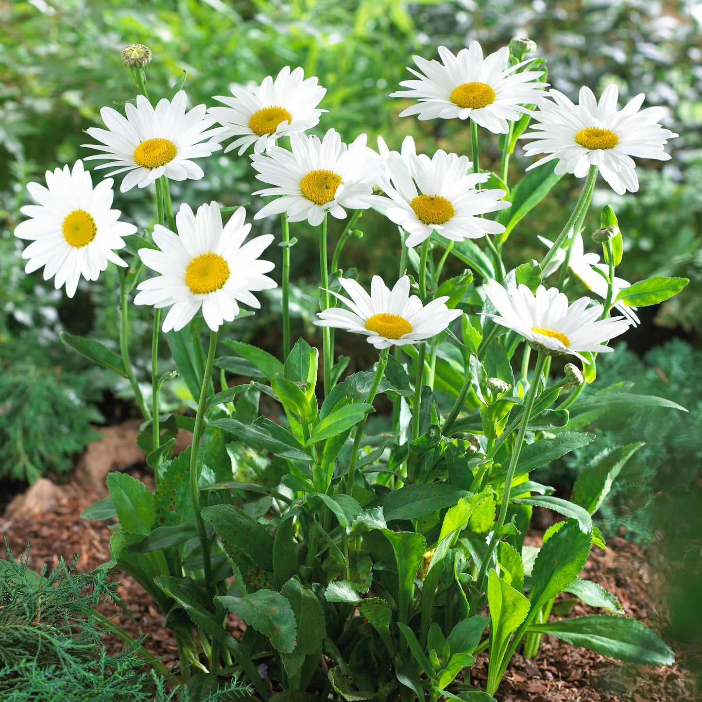 Complete Perennial Pollinator Flower Bulb Garden - 30 Bulbs for 50 Days of Continuous Blooms (Summer Color from July Through October) - Easy to Grow Summer Planting Bulbs by Willard & May