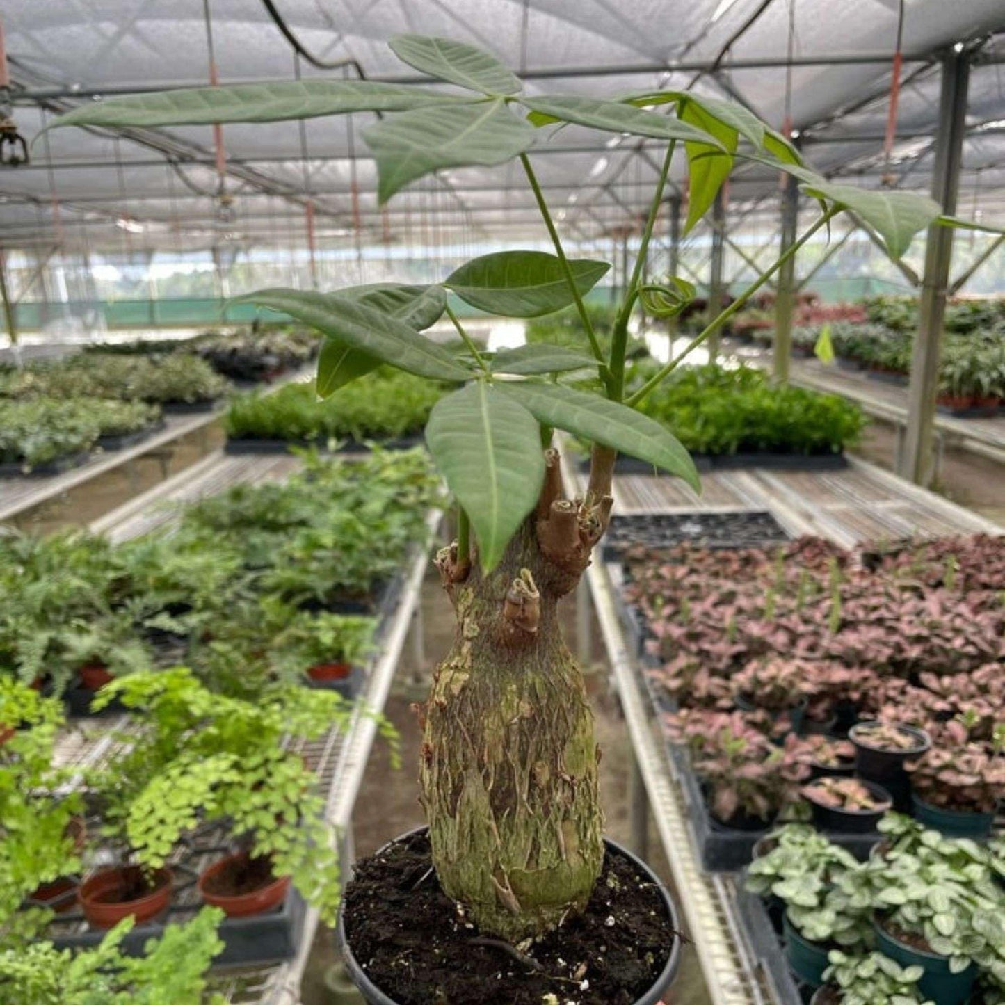 Money Tree Guiana Chestnut Pachira Stump Live Plant for Indoor | Different Houseplants in 4'' & 6'' Pot | Real House Plant for Living Room, Office & Bathroom | Pachira aquatica