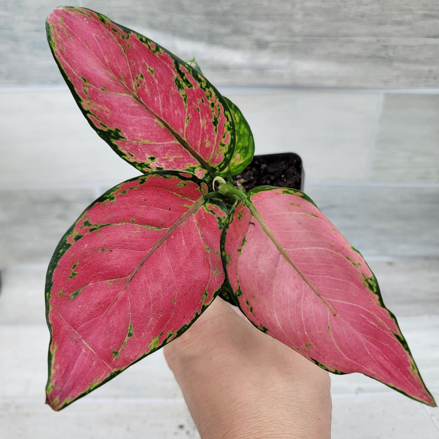Aglaonema Wishes Pink Lady Valentine, Chinese Evergreen Live Rare House Plants All Plants are Fully Rooted Plants in 4 inch Pot by 3exoticgreen