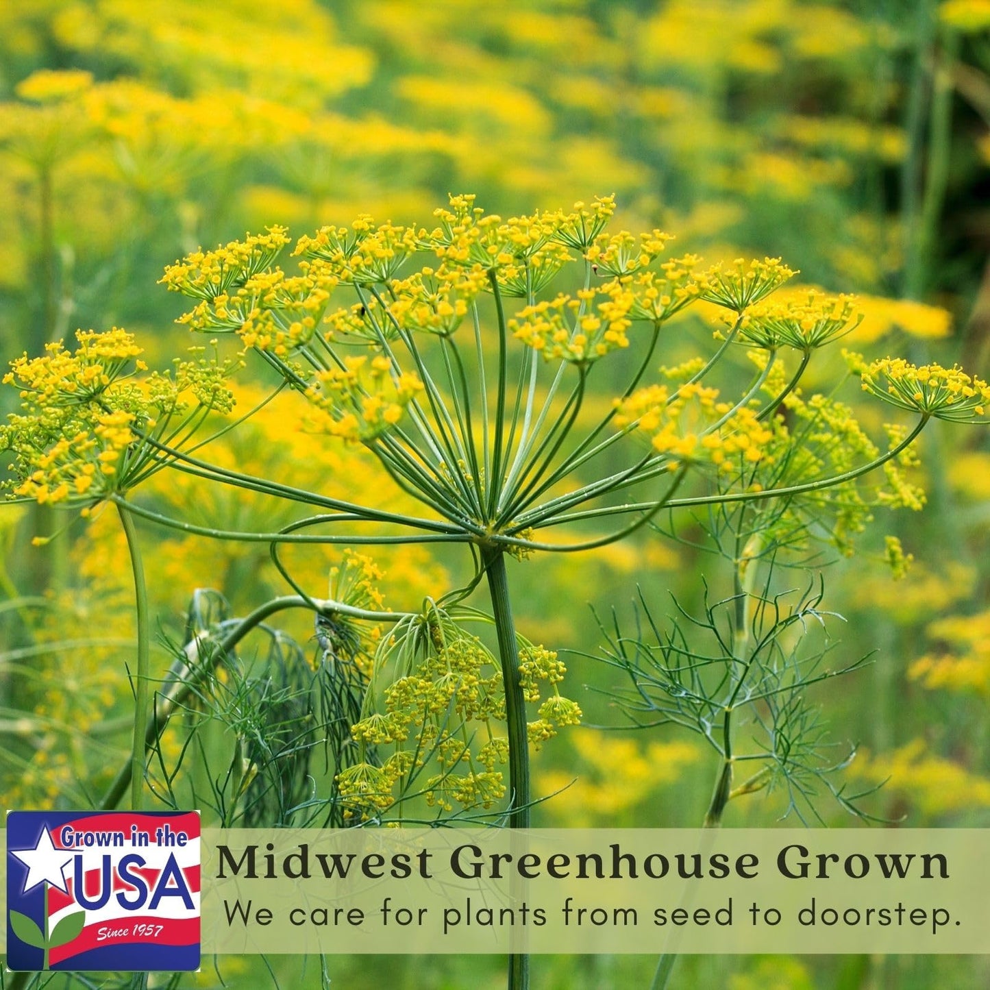 Clovers Garden Bouquet Dill Herb Plants – Two (2) Live Plants – Non-GMO - Not Seeds - Each 4" to 8" Tall – in 4" Inch Pots - Heirloom, Fragrant, Fast Growing