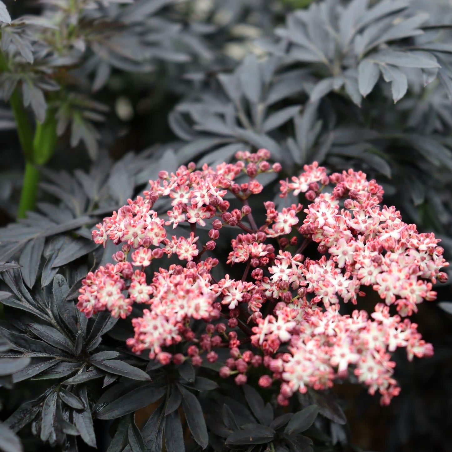 Proven Winners Laced Up Elderberry (Sambucus nigra) Live Plant, 4.5" Qt