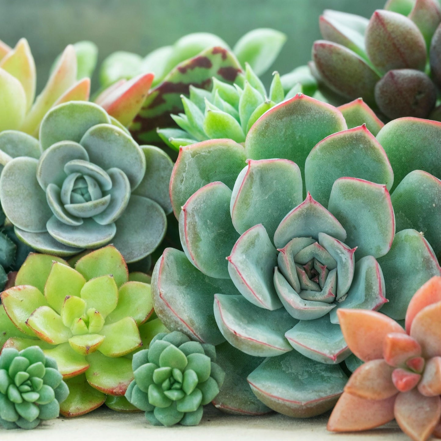 Mountain Crest Gardens Echeveria Succulent Bulk Pack - 25 Live Rosette Plants, 5 Each of 5 Varieties, Rooted in 2 Inch Pots - Succulents for Arrangements, Decor & DIY Projects