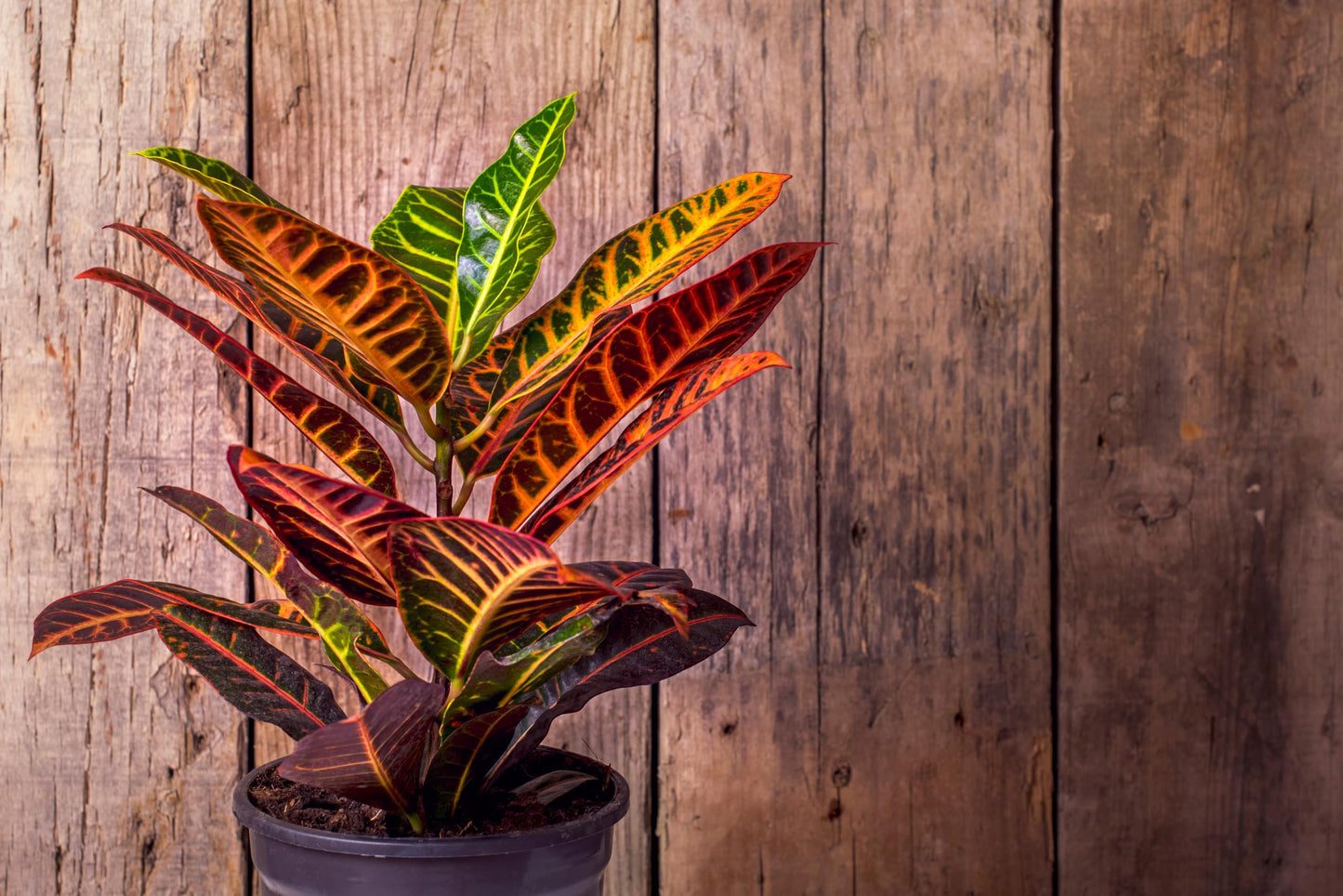American Plant Exchange Live Petra Croton Plant, Plant Pot for Home and Garden Decor, 10" Pot