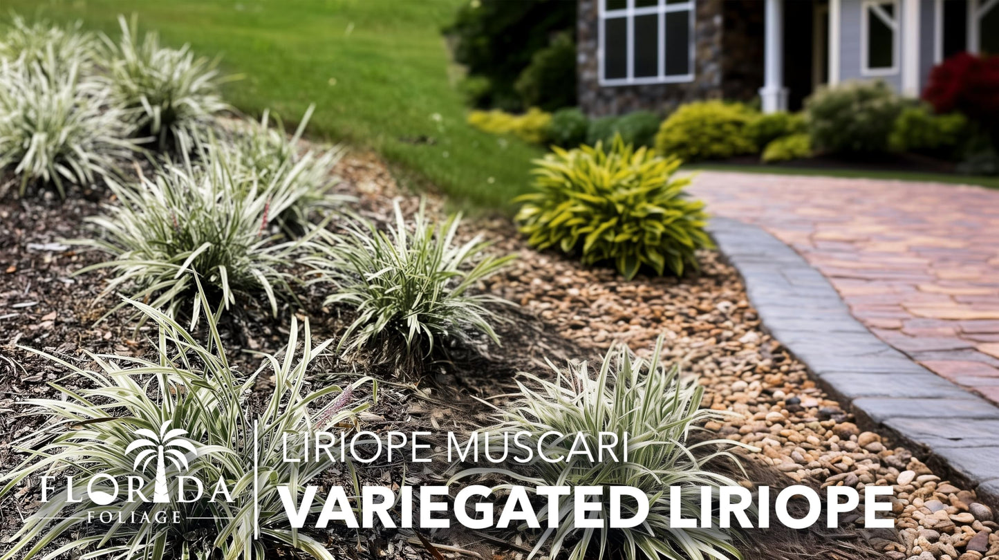 Variegated Liriope | 12 Quart Size Plants | Liriope Muscari | Ground Cover, Ornamental Grass, Shade Tolerant, Low Maintenance, Evergreen Foliage, Border Accent, Drought Tolerant, Perennial Beauty