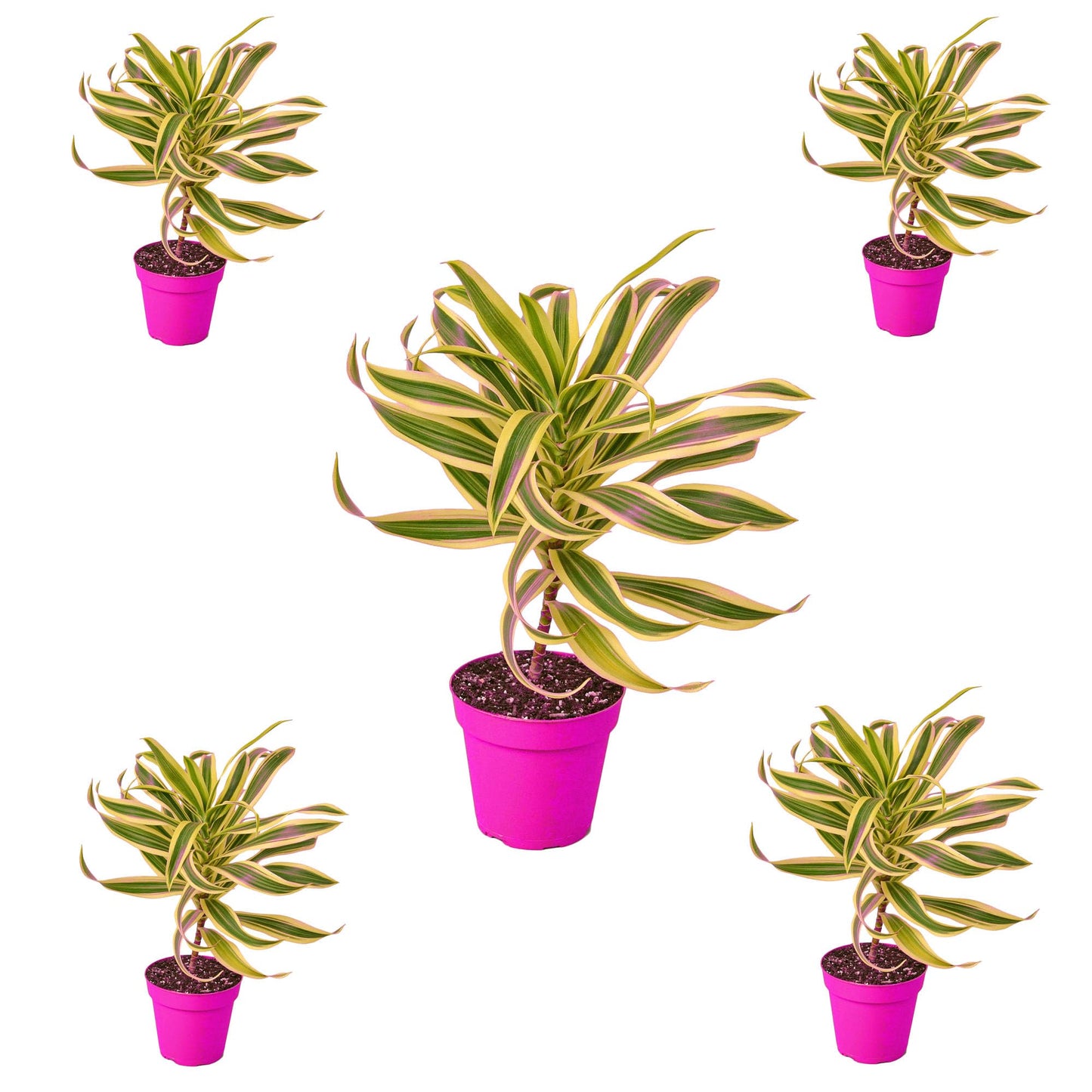 5 Pack Dracaena 'Song of India' in 4in Pot - Live Plants Tropical Houseplants | Variegated | USA Growers | The Snobby Leaf