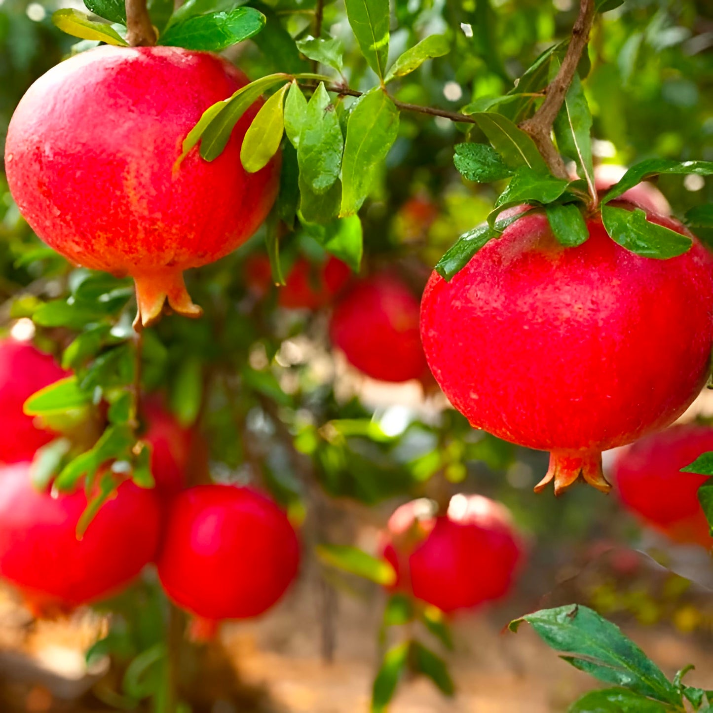 Eversweet Pomegranate Tree Live Plant – Seedless Sweet Pomegranate Plant for Home Garden, Orchard & Outdoor Growing, Hardy Fruit Trees for Sale (Liner/Starter/Potted/Set of 2 Plants)
