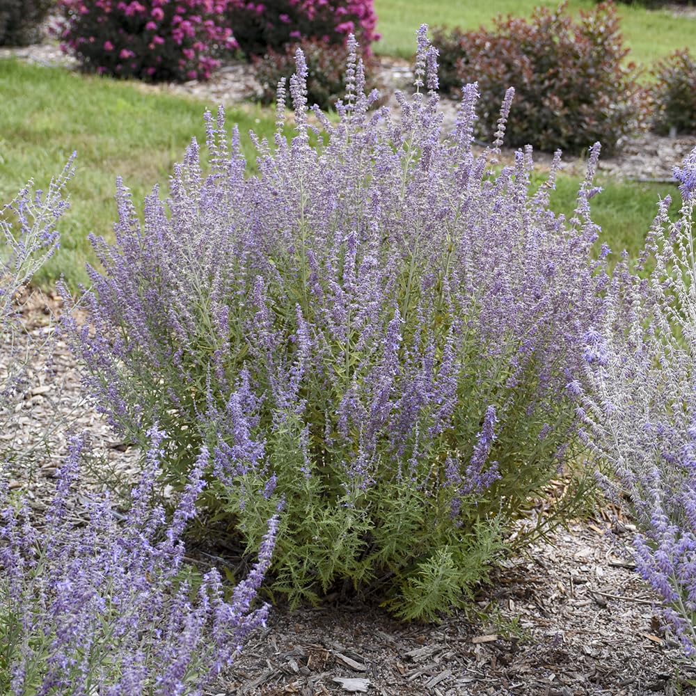 Live Plant from Green Promise Farms - Proven Winners, Perovskia atri. 'Sage Advice' Russian Sage, Dark Purple, #1 Gallon Container - Does NOT Ship to AZ, CA, HI, ID, MT, NV, OR, PR, UT & WA!!