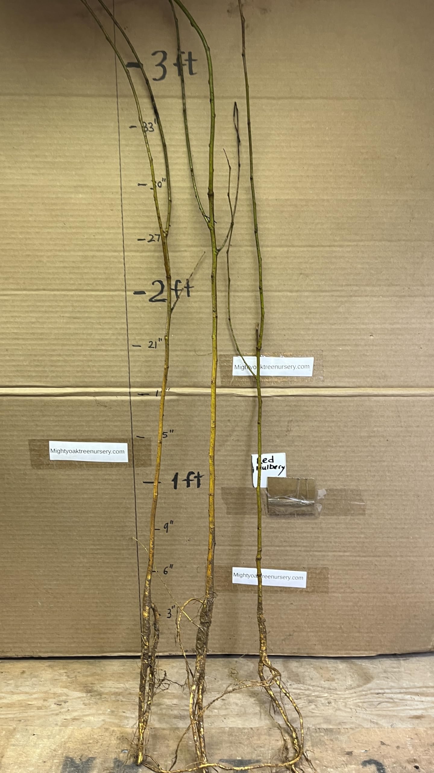 24-36" Tall Red Mulberry (Morus rubra) Plant, Bare Root