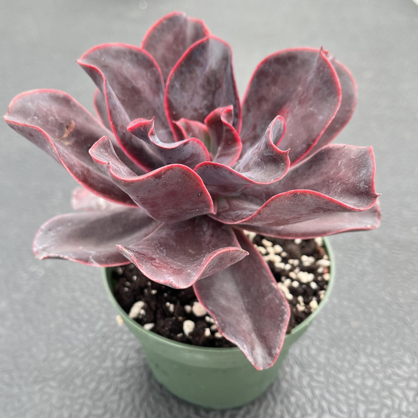 Sprout N Green Echeveria 'Hortencia' Plant with 4 inch Starter Pot, Rare Live Succulent Plant Fully Rooted, Home Office Indoor Outdoor Wedding Decoration DIY Projects Party Favor