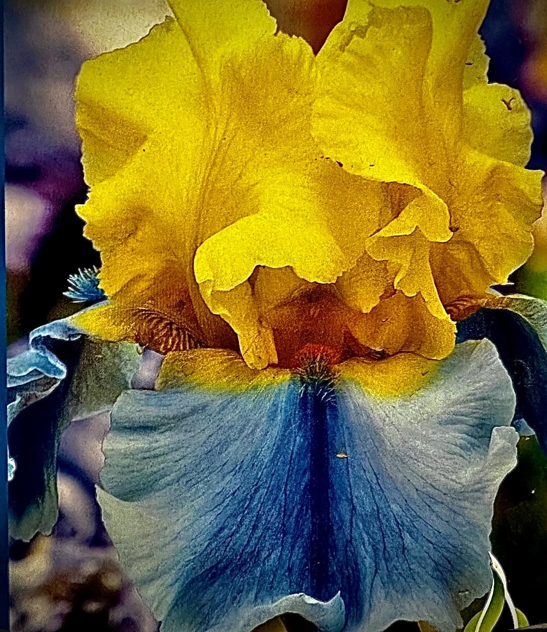 Superb Bearded Iris - 'Easter Candy' - (1) Premium Rhizome