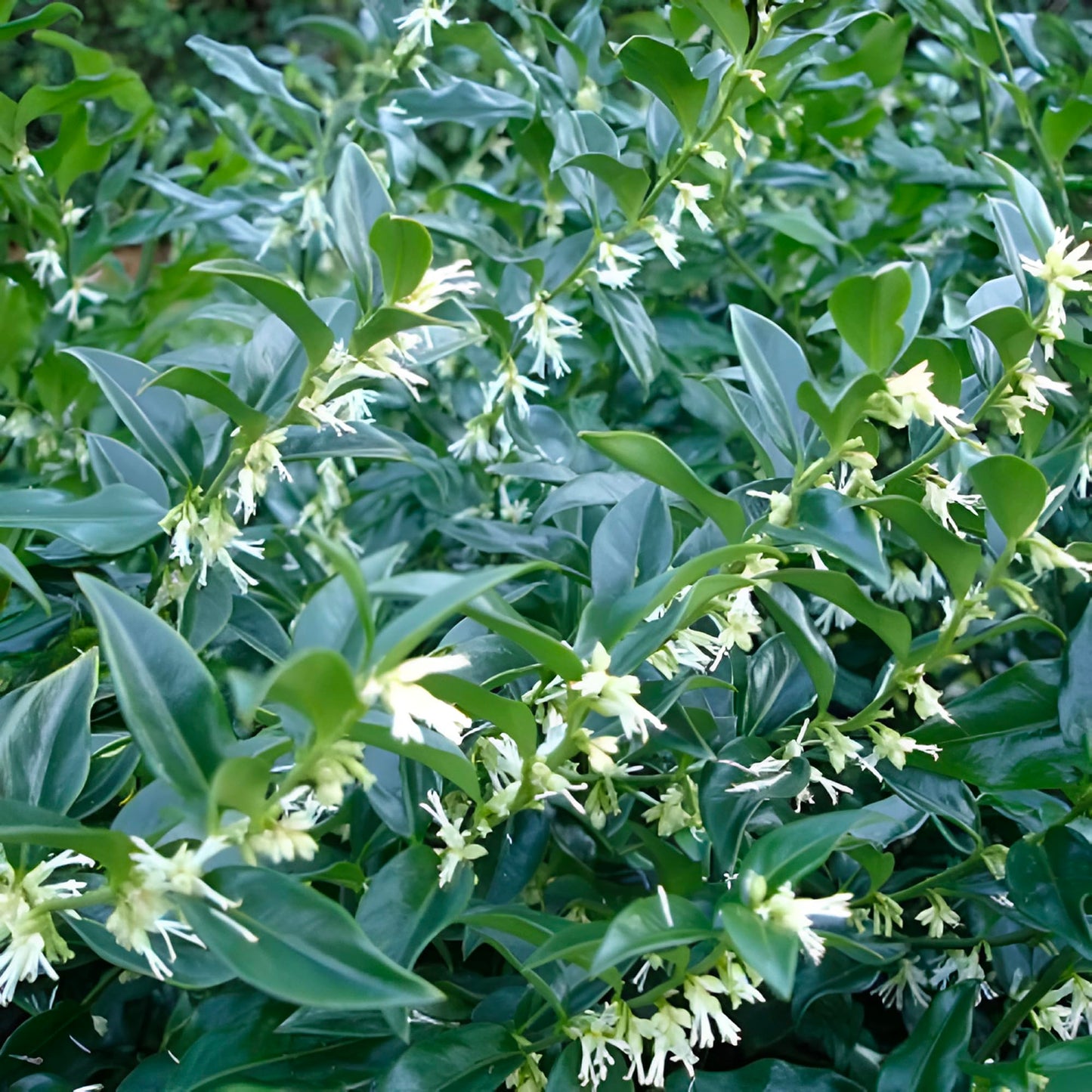 Sarcococca Sweet Box – Evergreen Fragrant Shrub with Glossy Green Foliage and Small White Blooms, Low-Maintenance Garden Accent Plant (2 Gallon/Potted/Single)