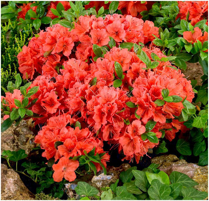 GrowOn Shrubs [x4] Dwarf Japanese Azalea Collection | Variety-Pack | Evergreen Shrubs | Outdoor Garden Ready Plants | Spring Flowering | Red, Orange, Purple, White Flowers