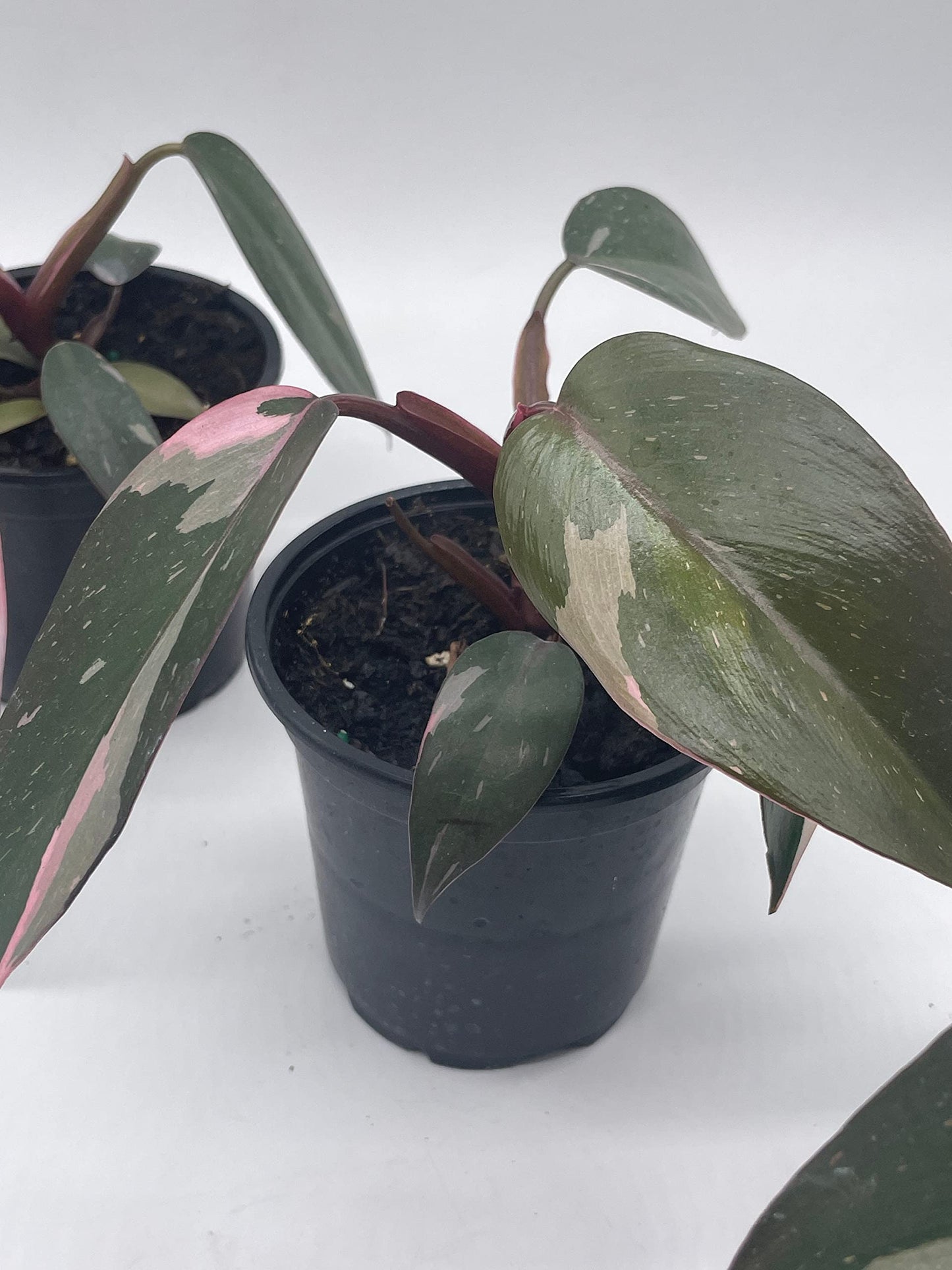 BubbleBlooms Philodendron Pink Princess in a 4 inch Pot Extremely Rare House Plant