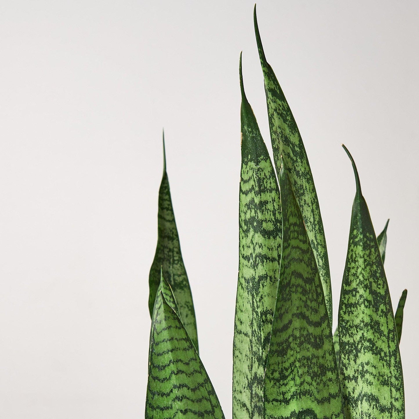 Snake Plant 'Zeylanica' | Live Plant for Indoor & Outdoor | for Living Room, Office, Bathroom | (6" Pot)