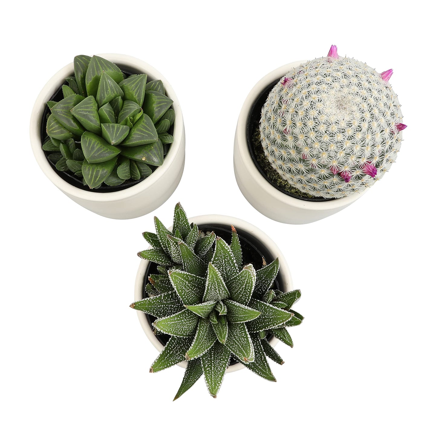 Plants for Pets Live Low Light House Plants in Ceramic Succulent Pots (3 Pack), Gasteria Succulent Plant and Cactus Plants Live with Potting Soil, Haworthia Succulents for Indoor Growing Home Décor