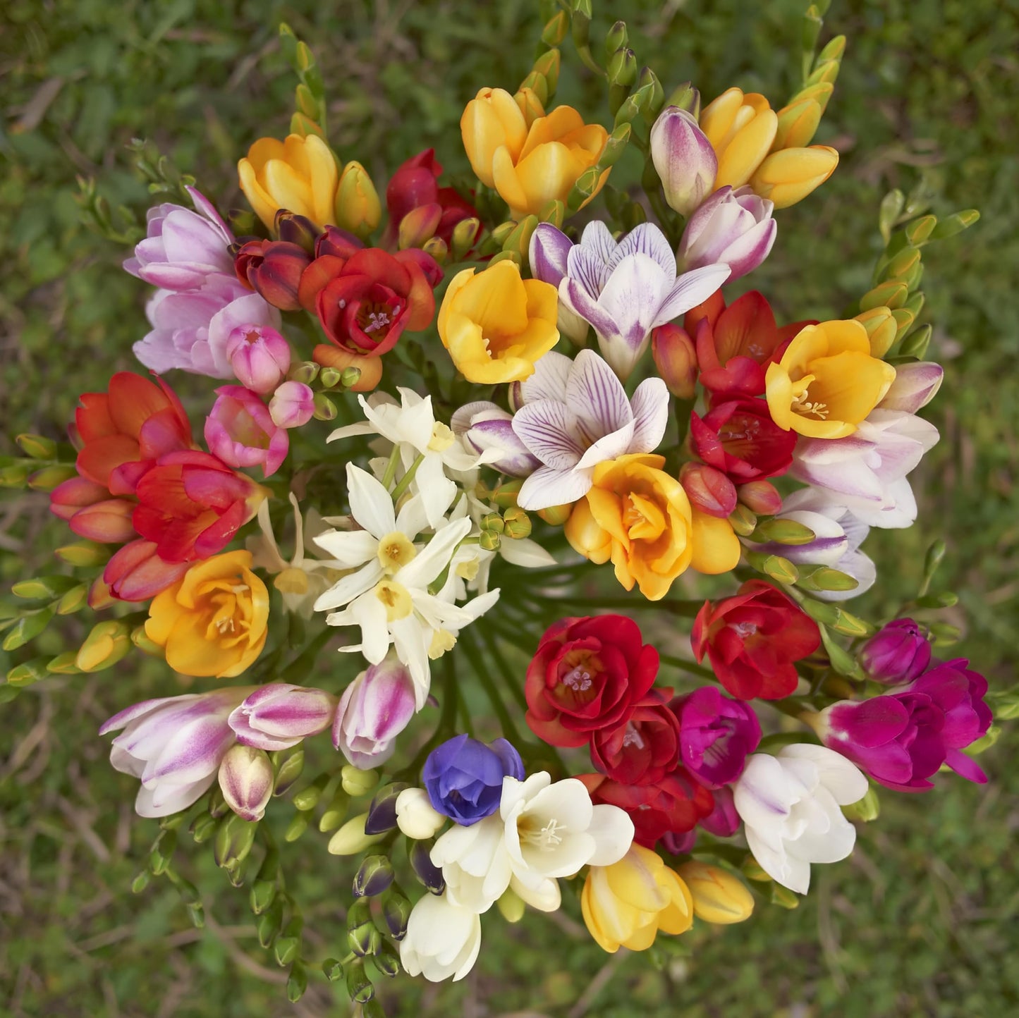 Amazing Deal - 30 Freesia Mixed Perennial Flower Bulbs - Vibrant, Variety Colorful, Fragrant Flower Perfect for Gardens - Easy to Grow - Attracts Butterflies, Bees & Hummingbirds