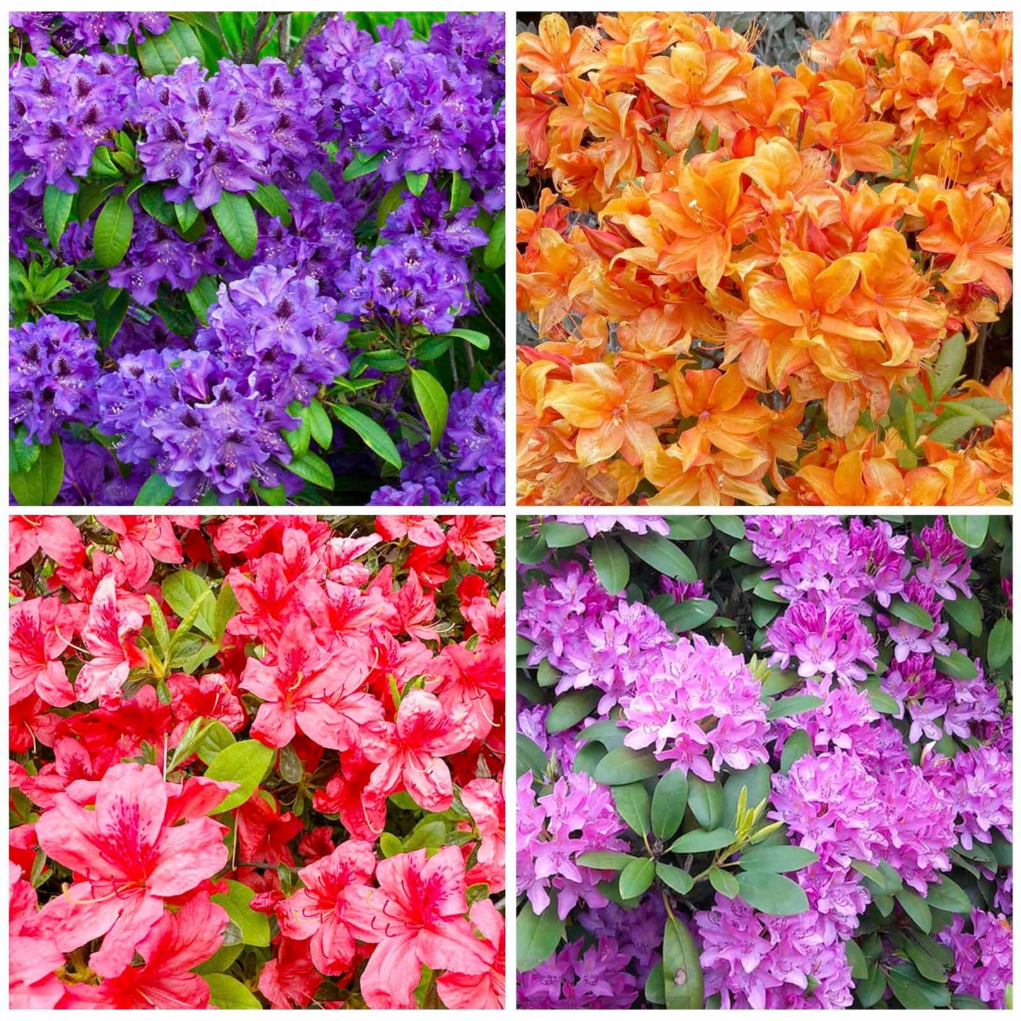 30+ Perennial Azalea Rhododendron Simsii Seeds for Planting-Ornamental Potted Plant, Vibrant Blooms for Home & Garden