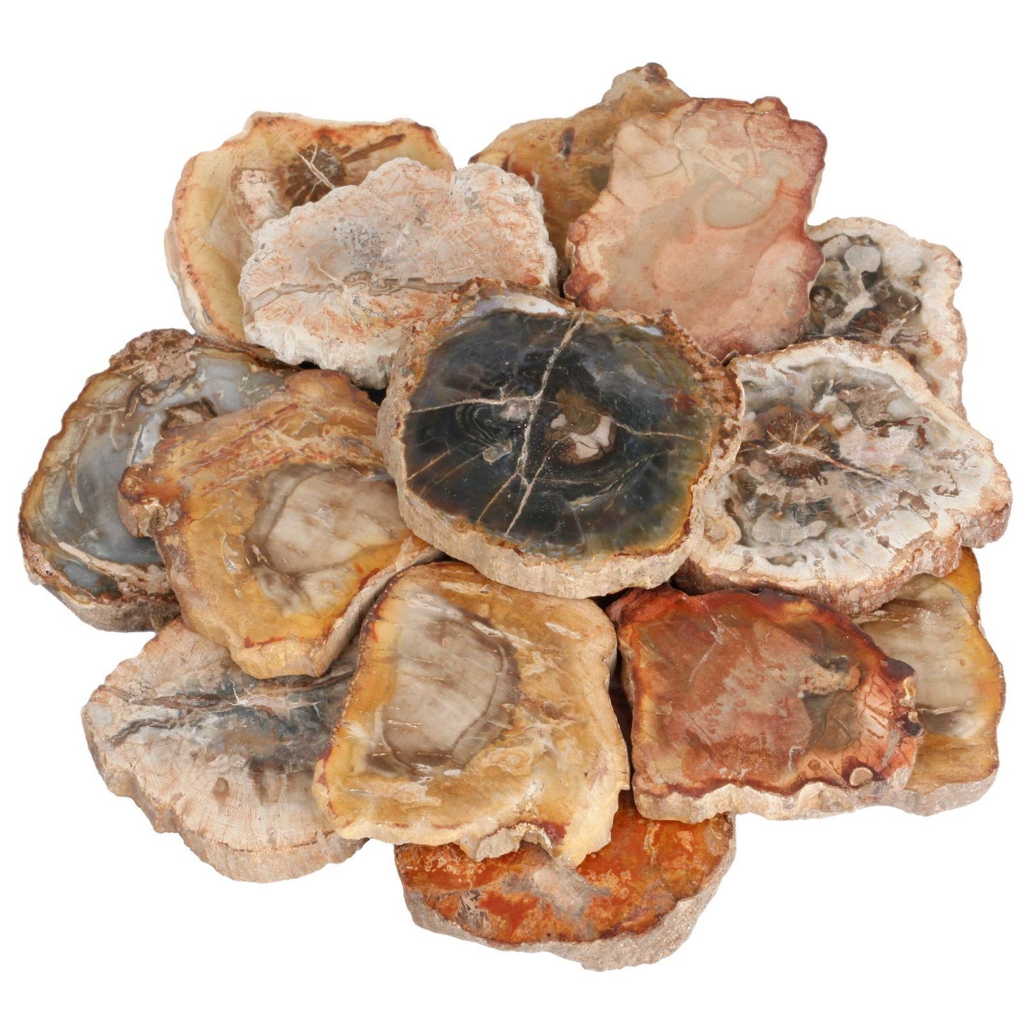 SUNYIK Irregular Natural Petrified Wood Slab Slice Stone Mineral Specimen 1.5"-3", Pack of 4