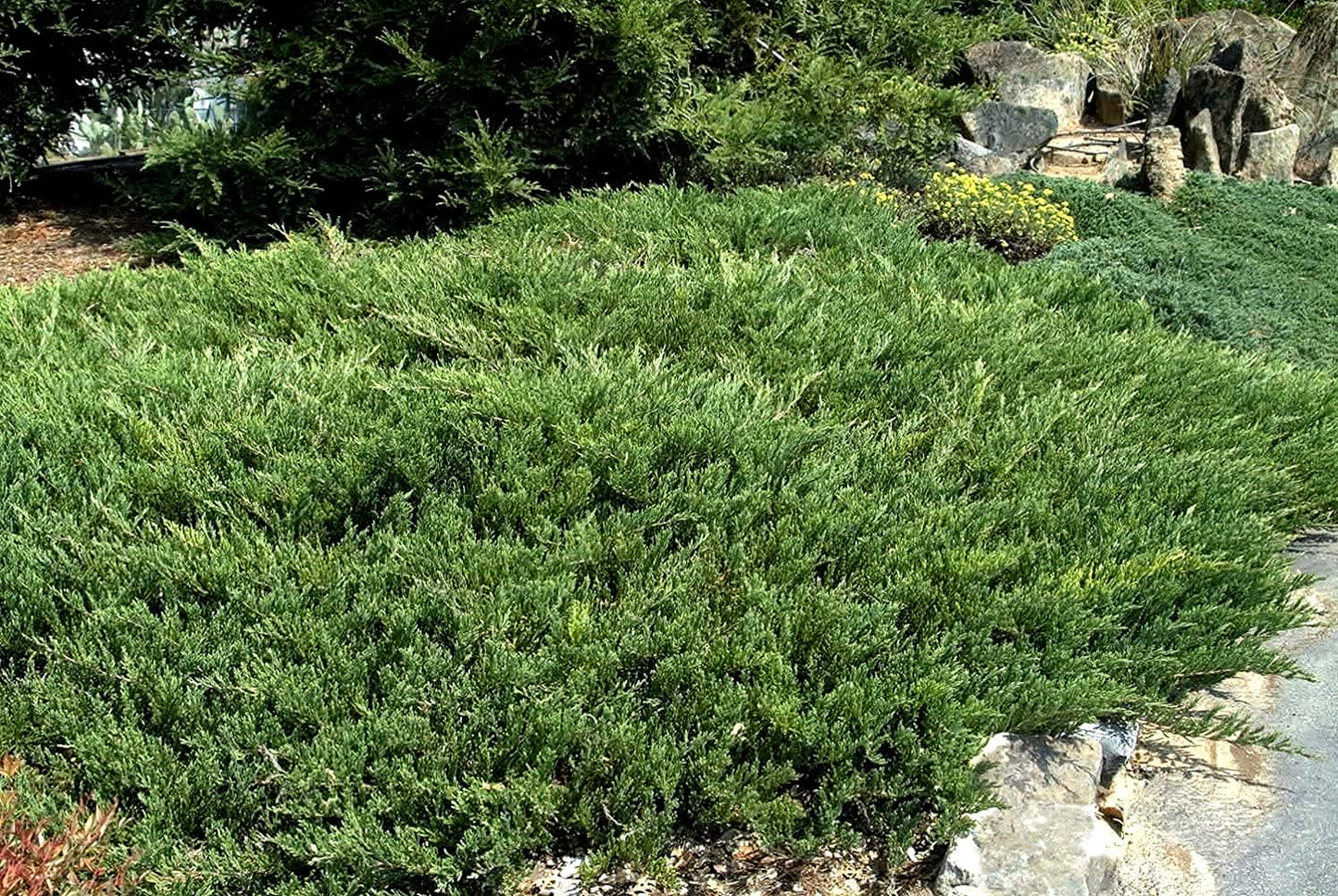 Juniper Andorra Compacta | 1 Live 4 Inch Pot | Juniperus horizontalis ‘Andorra Compacta’ | Low-Growing Evergreen Ground Cover | Drought-Tolerant Landscaping Plants