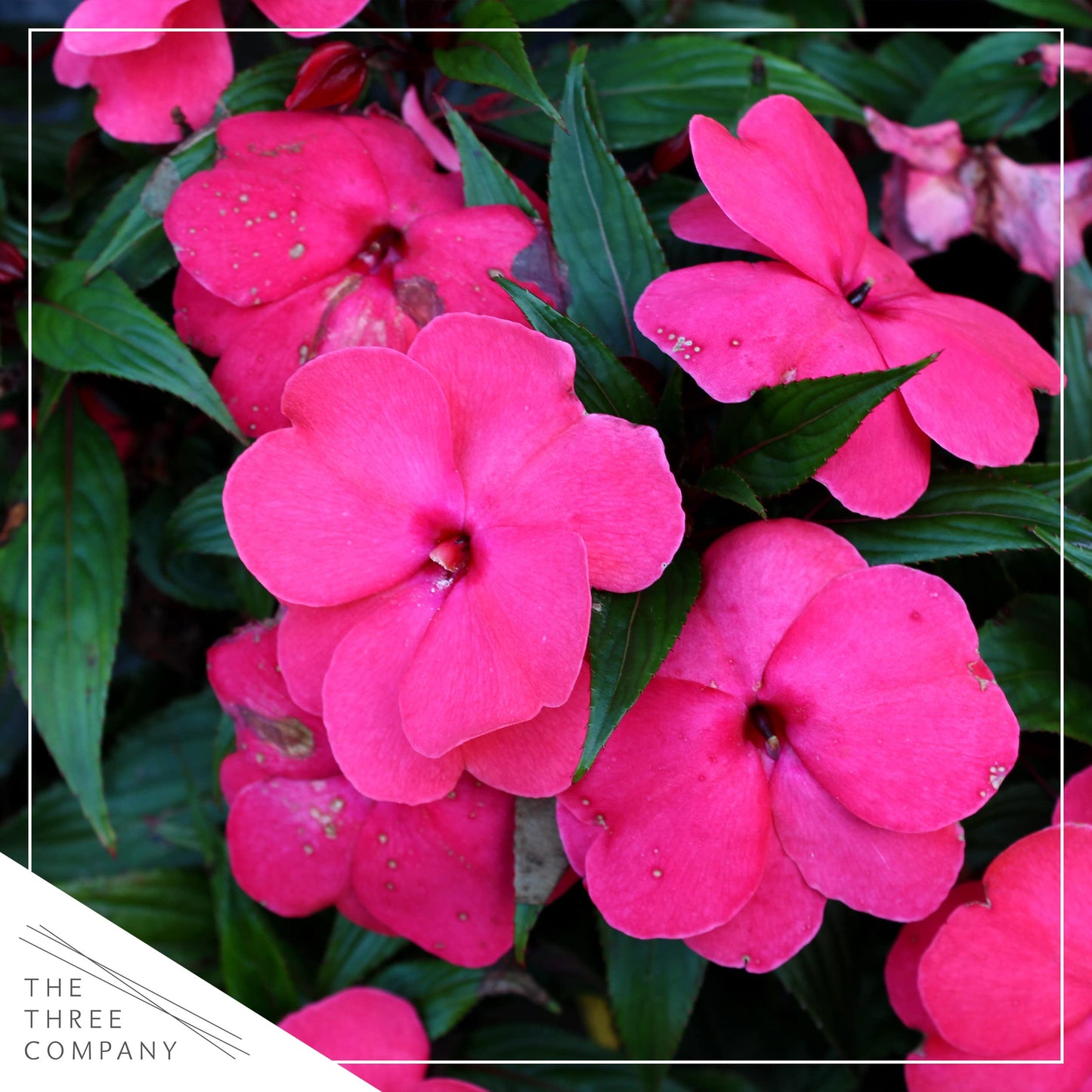 Live Flowering New Guinea Impatiens - Shades of Pink (3 Plants Per Pack) - Beautiful Shade Flowers - 12" Tall by 5" Wide in 1 Qt Pot