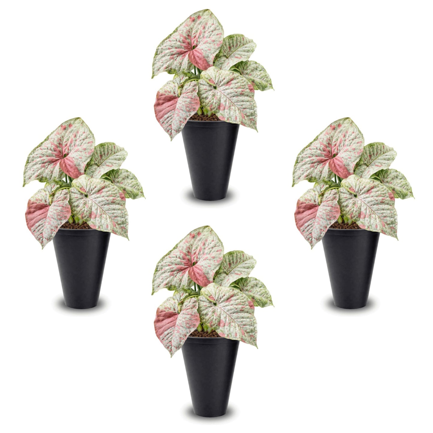 Syngonium Confetti Plant (4 Pack) Rare Live Starter Plants, Variegated Arrowhead Vine Houseplants, Easy Care Indoor Tropical Plants Live, Pink Foliage Houseplants
