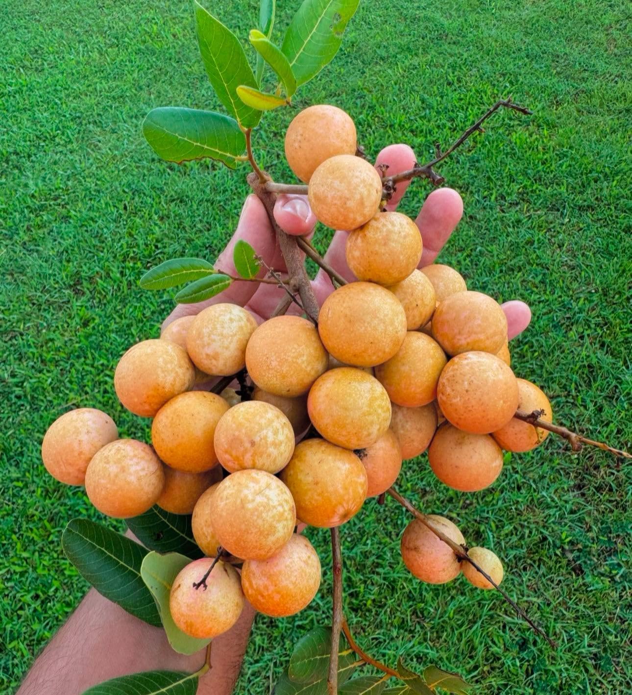 Longan (Dimocarpus Longan) Dragon Eye Tropical Live Fruit Tree(12ich-18inch) Arbol frutal