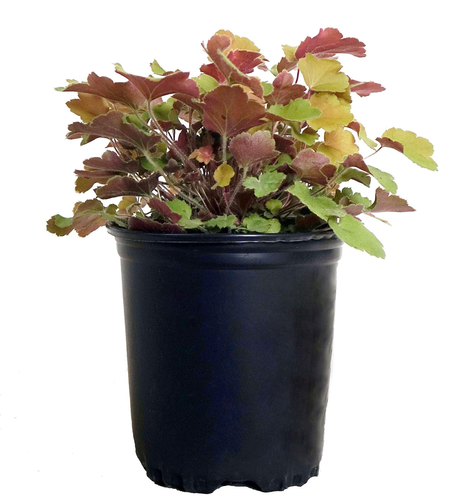 Heuchera villosa 'Caramel' (Coral Bells) Perennial, peach-yellow foliage, 1 - Size Container