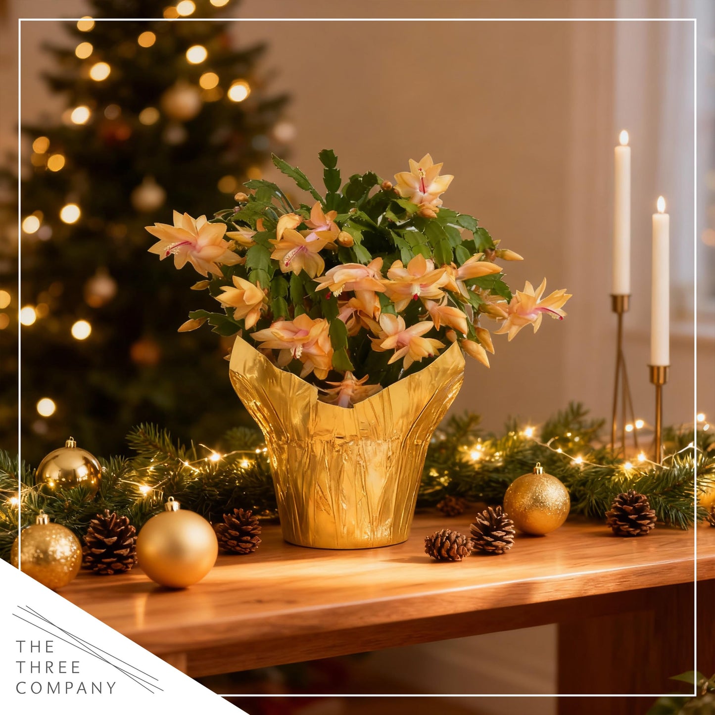 Live Flowering Zygocactus - Yellow-Orange - Thanksgiving/Christmas Cactus - Seasonal Bloomer, Currently Out of Bloom - 5” Tall by 5” Wide in Deco Cover