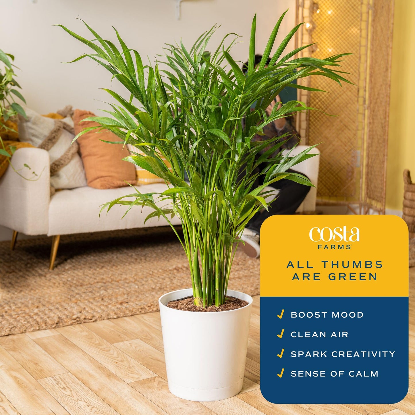 Costa Farms Cat Palm Live Plants in Decorative Pot, Large Indoor Houseplant, Perfect for Home, Room, or Office Decor, Great House Warming or Birthday Gift, 3-4 Feet Tall, Pack of 2