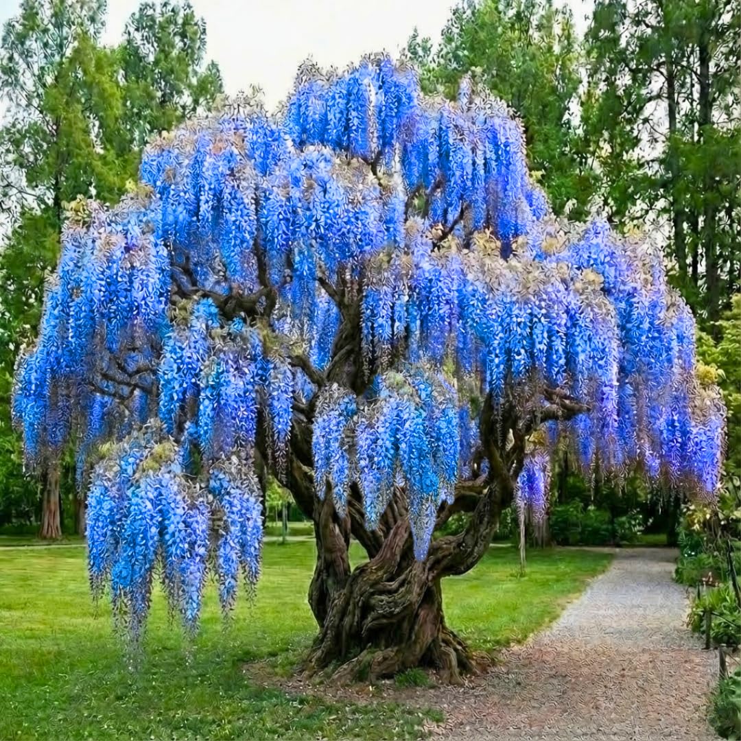 Blue-Purple Wisteria Tree Live Plant 1 Year Old Seedling, Purple Wisteria Live Plants for Outdoor Garden, 6-13" in Tall, Dormant