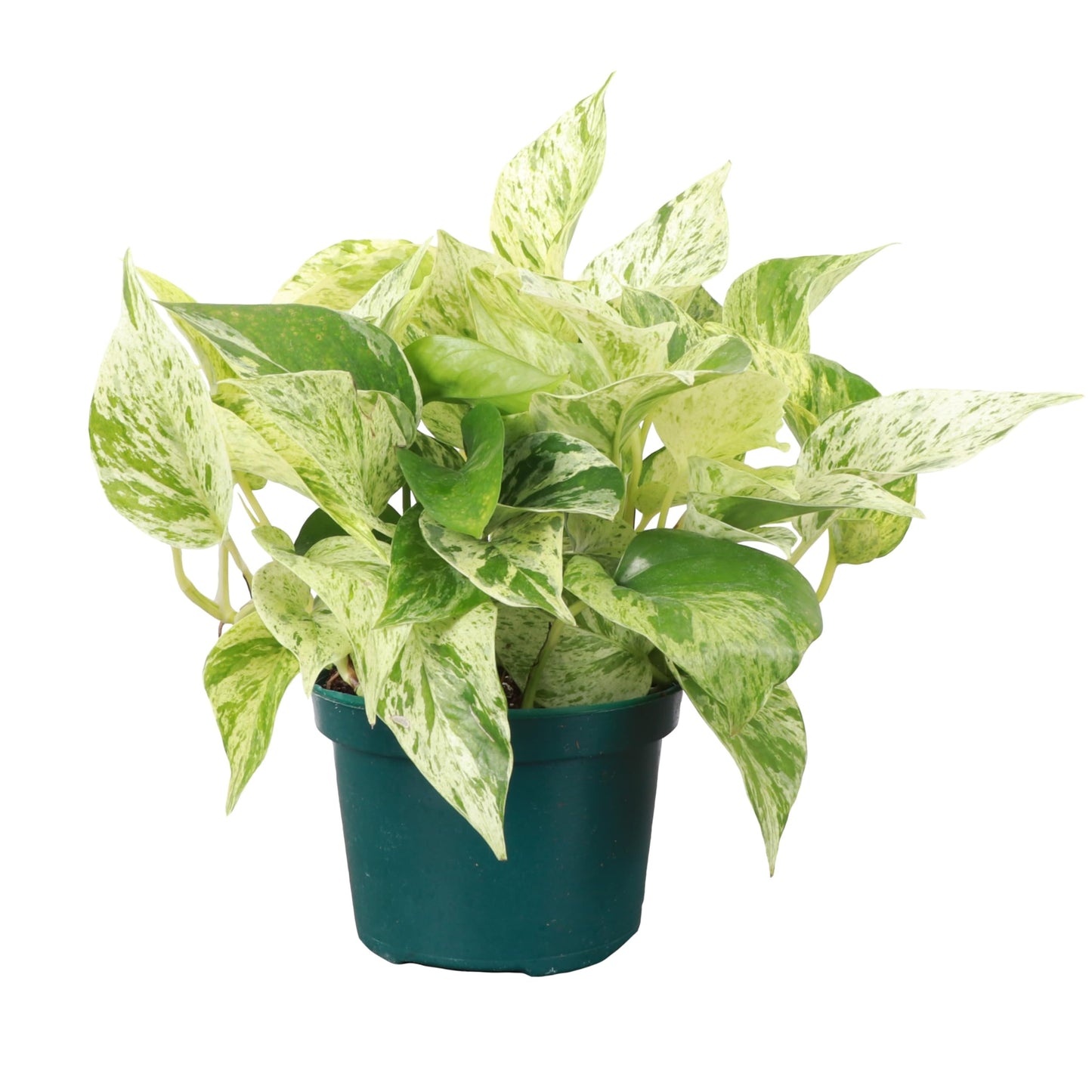 Thorsen's Greenhouse Marble Queen Pothos, Live Indoor Plant, Easy to Grow, Rare Variegated Houseplant, Natural Air Purifier, 6-inch Diameter Pot (Nursery Pot)