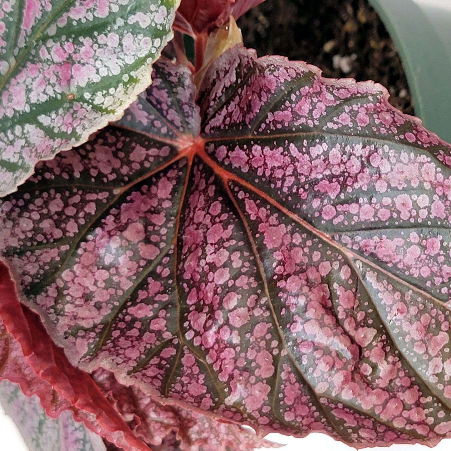 Begonia coccinea 'Pink Mink', Begonia Pink Mink, Angelwing Begonia, houseplant, Colorful Foliage and Bright Flowers, Container Size: 3.5"