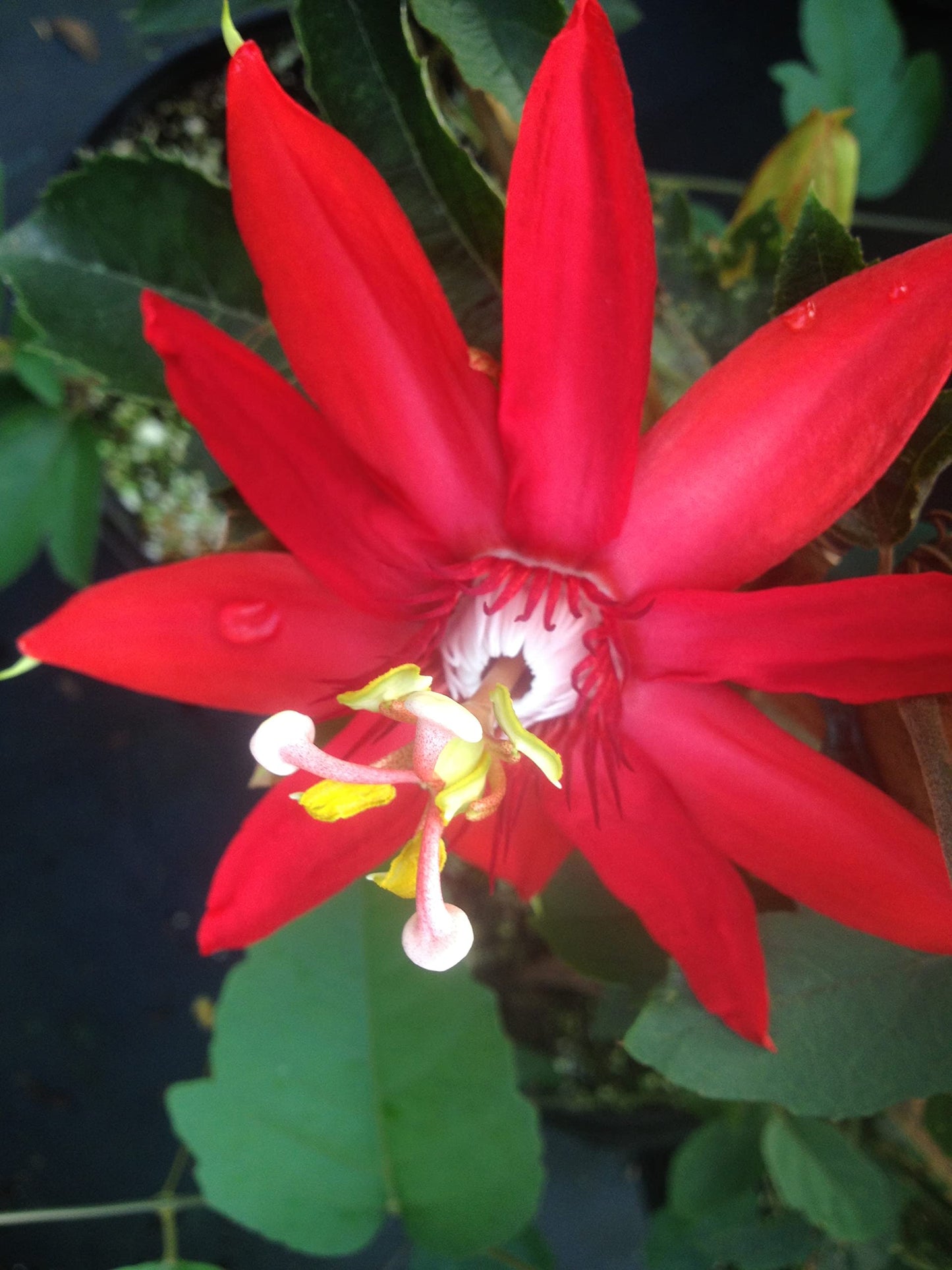 Scarlet Flame - Passion Flower Vine - Passiflora coccinea Hybrid - Live Plant Starter - Large Red Bloom - 10-14 Inches Tall - 4 Inch Pot