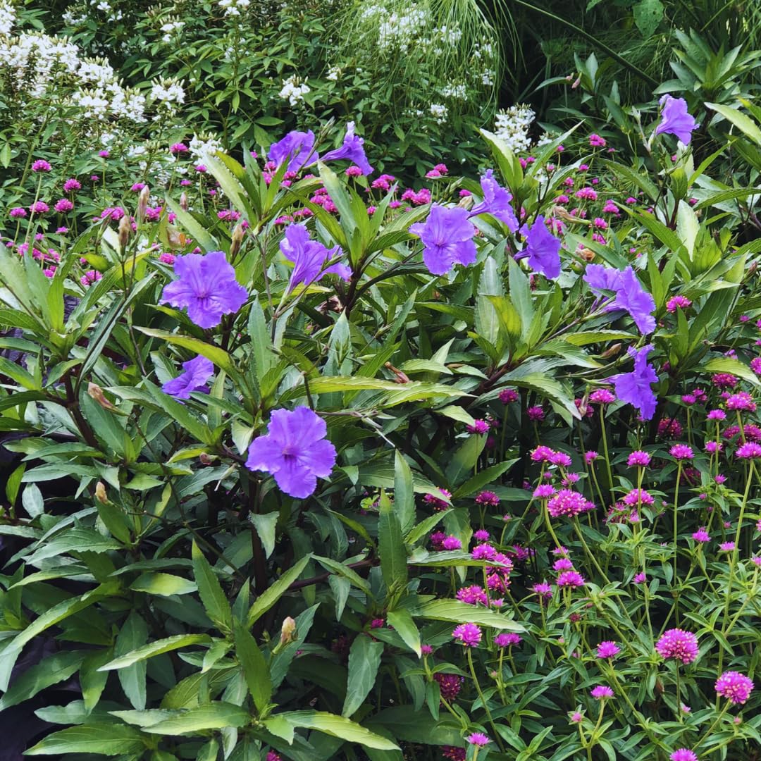 Pack 2 Hardy Mexican Petunia Live Plants - Ruellia Simplex Petunia Plants for Outdoor Gardens - 6 to 8 Inch Tall - Flowering Plants, Purple