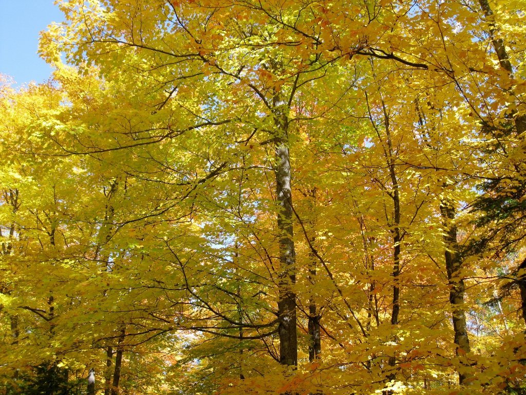 Sugar Maple Shade Tree - Orange and Yellow Fall Color- Live Plant Shipped 2 to 3 Feet Tall by DAS Farms