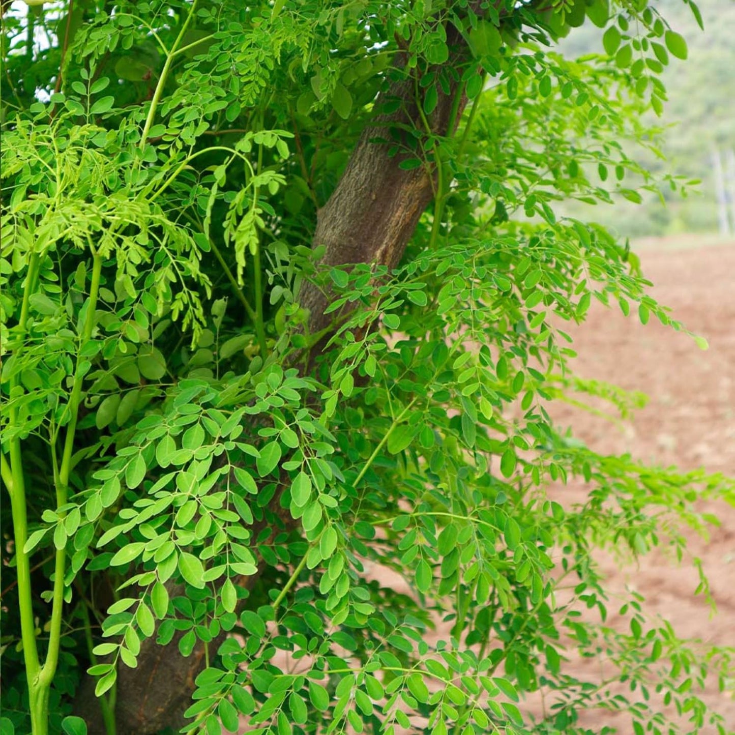 Moringa Plant Live in 4 Inch Pot, Moringa Oleifera Drumstick Tree, Hardy Perennial Herb Plant