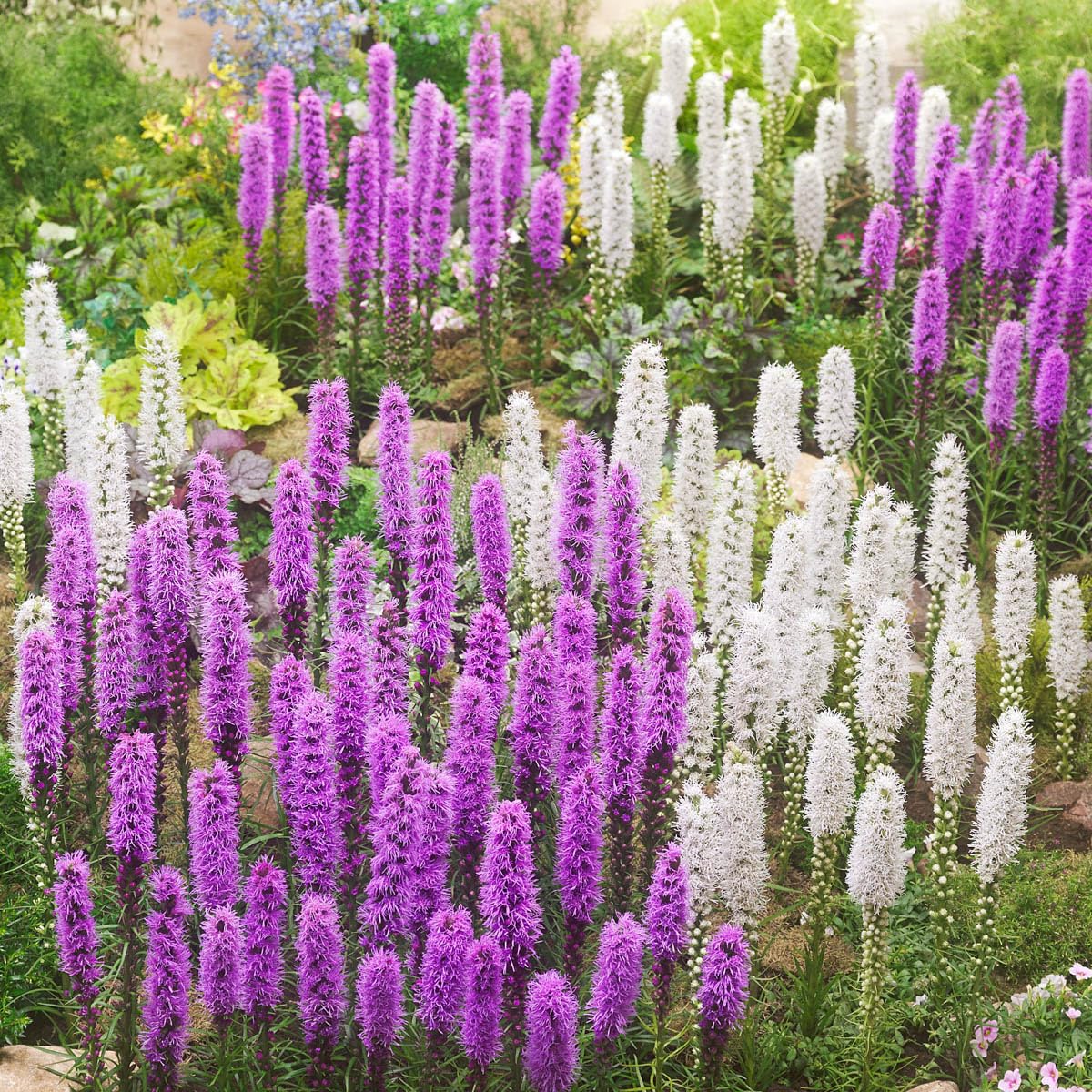 Direct Gardening - Blazing Star Liatris Summer Flowering Perennial Mixture, White and Purple Flowering Dormant Bulbs, 16 per Offer