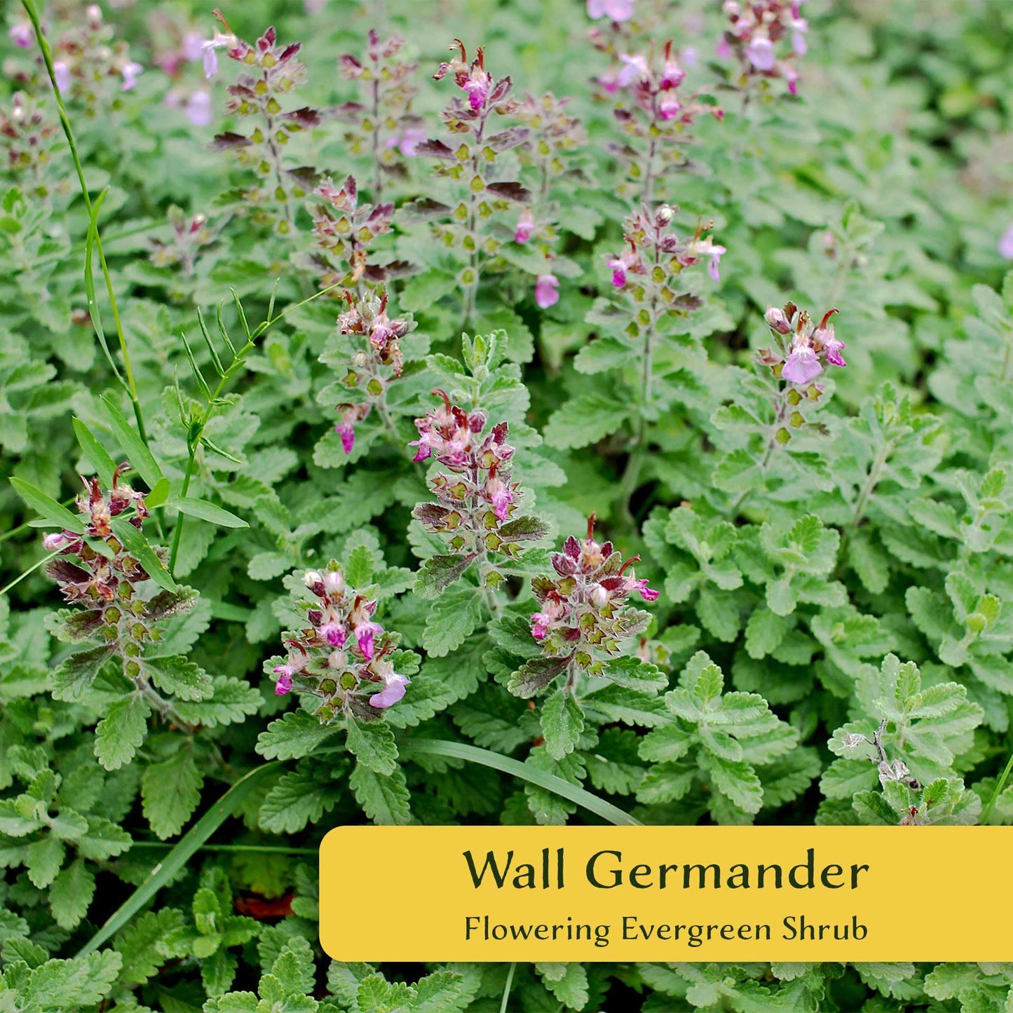4 Wall Germander – Compact Evergreen Groundcover Shrub with Glossy Aromatic Foliage & Purple Summer Flowers (Teucrium chamaedrys) in 3.5″ Cubes, Live Plants