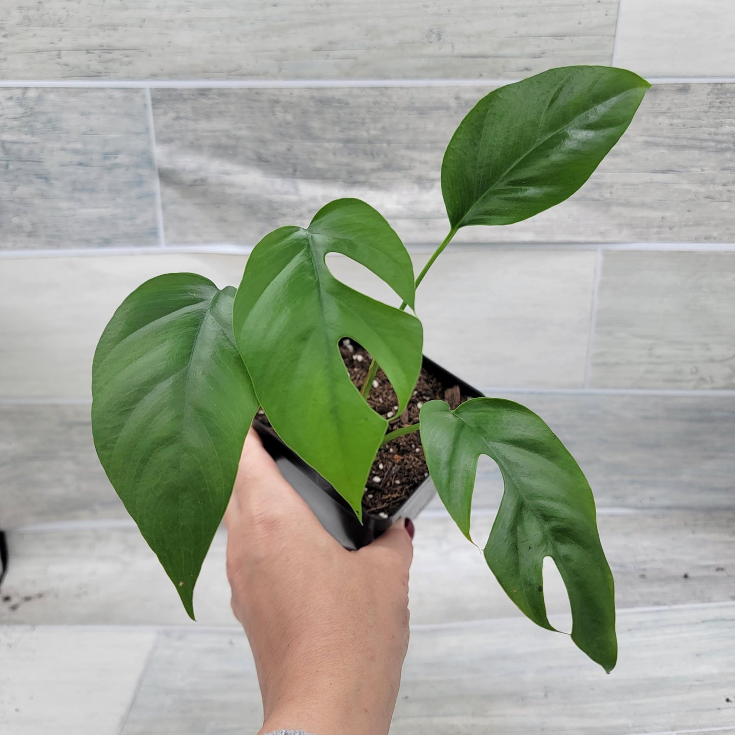 Rare Mini Monstera Philodendron Rhaphidophora Tetrasperma Live Plant - Indoor Plants Live Houseplants - Ginny Monstera Plant in 4" Pot by 3exoticgreen