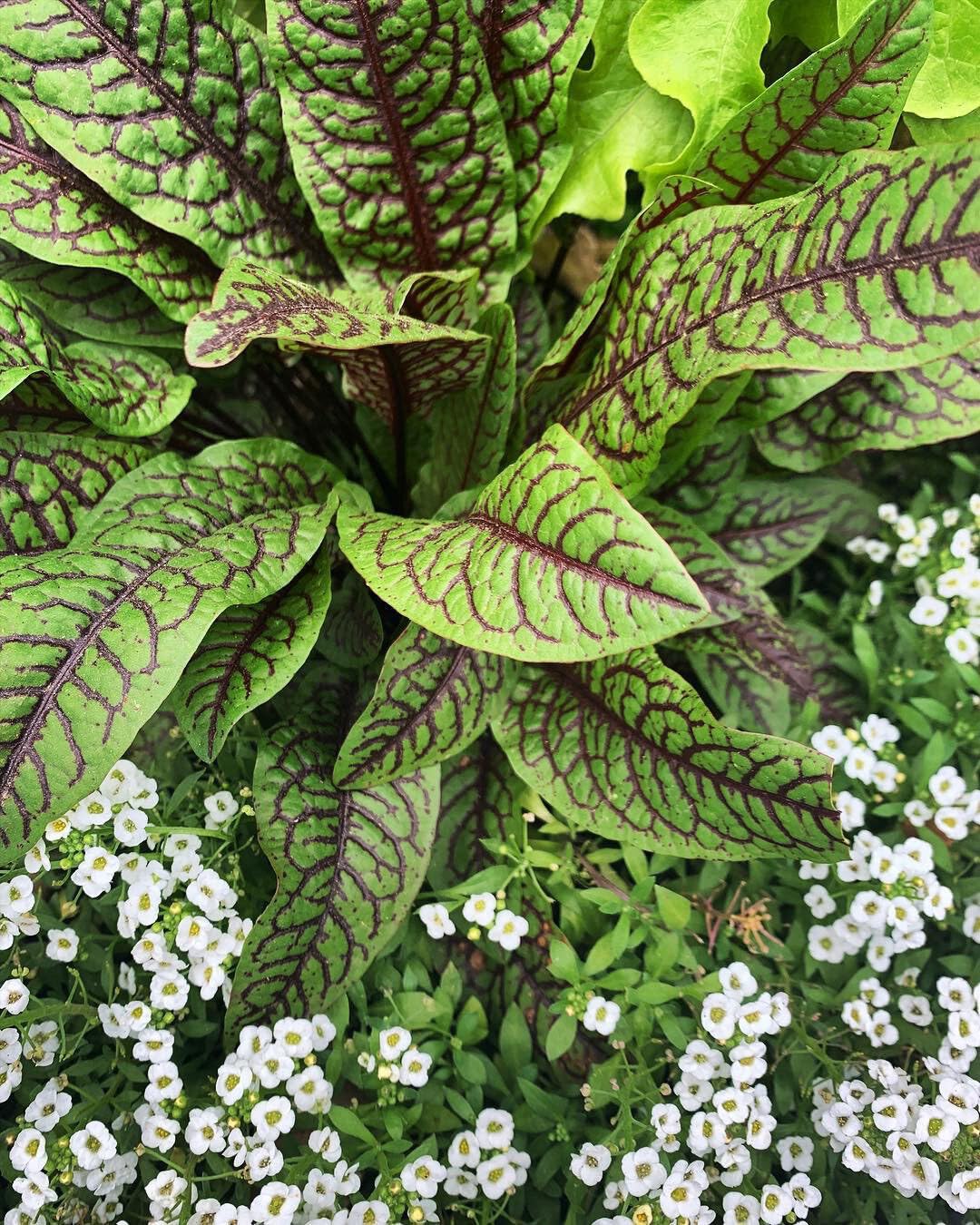 Indian Sorrel Seeds for Planting, Fast Germination & High Yield, Hardy & Nutrient-Rich, Ideal for Home Garden, Pots & Outdoor Growing, Easy to Cultivate & Low Maintenance, Thrives in All Climates