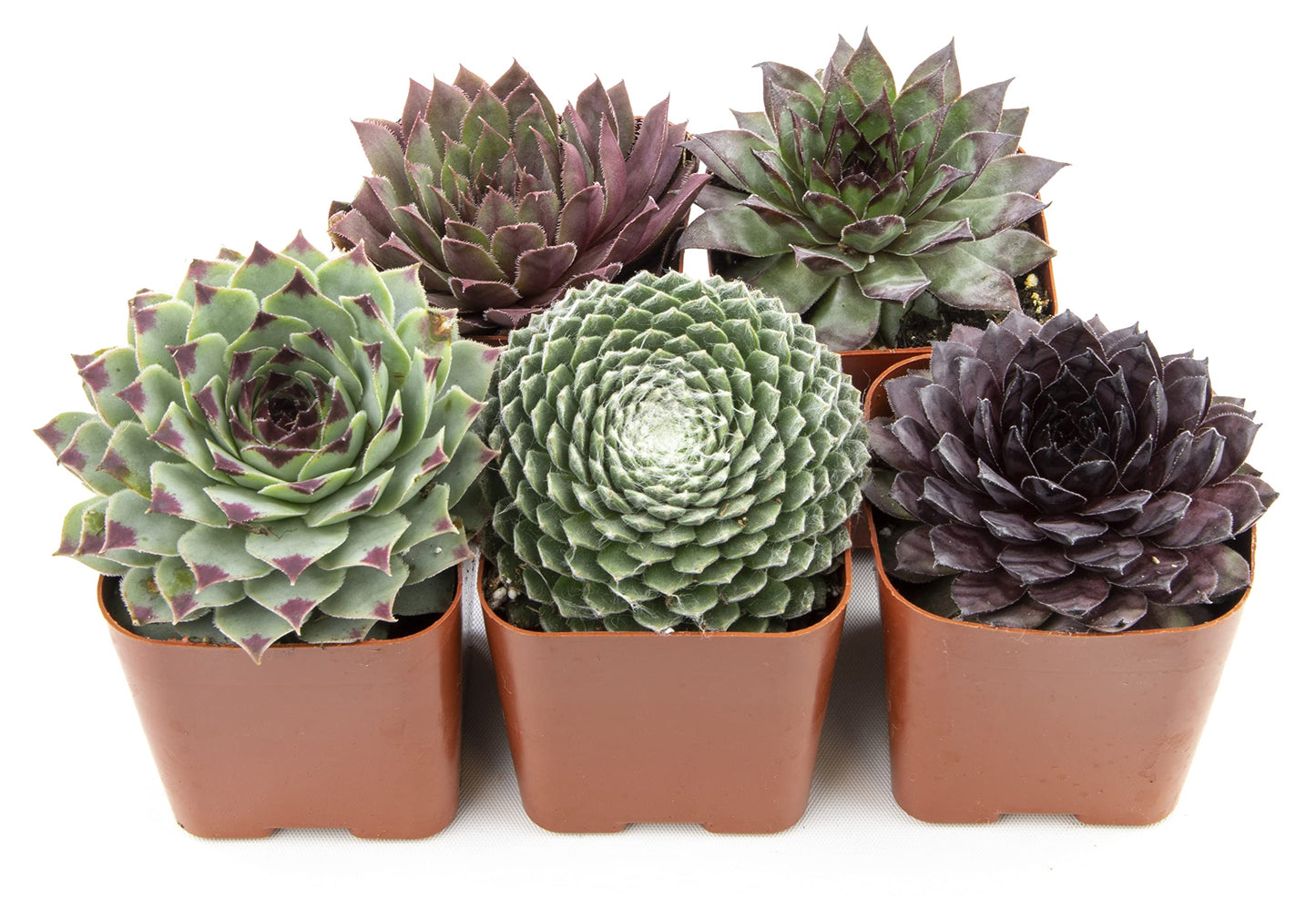 Sempervivum Succulents Plants Succulent Plant Decor (5PK), Live Plants Indoor Plants Live Houseplants, Gardening Gifts for Plant Lovers, Mini Succulent Plants for Delivery Prime by Plants for Pets