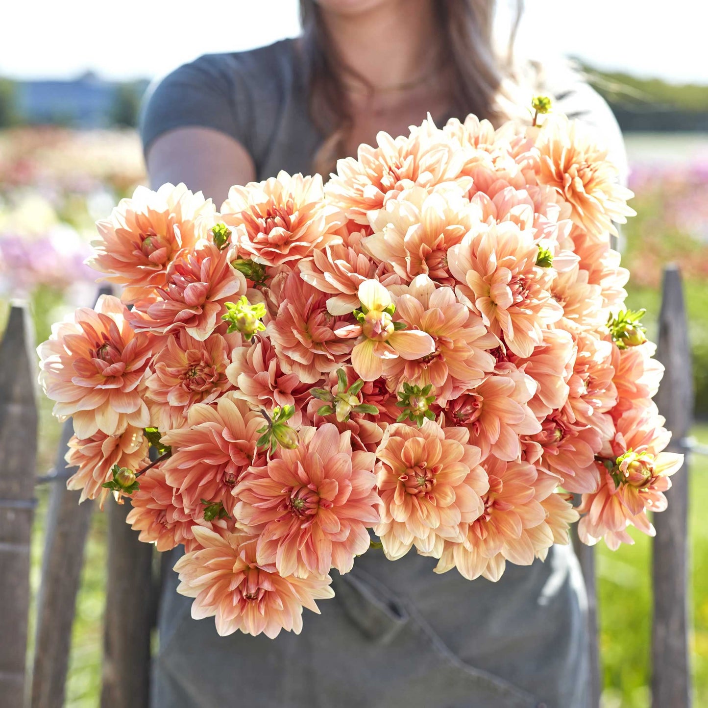 Eden Brothers Dahlia Bulbs - Apricot Desire, Non-GMO Bulbs for Planting, 2 Bulbs | Low-Maintenance Flower Bulbs, Plant During Spring, Zones 8, 9, 10, 11