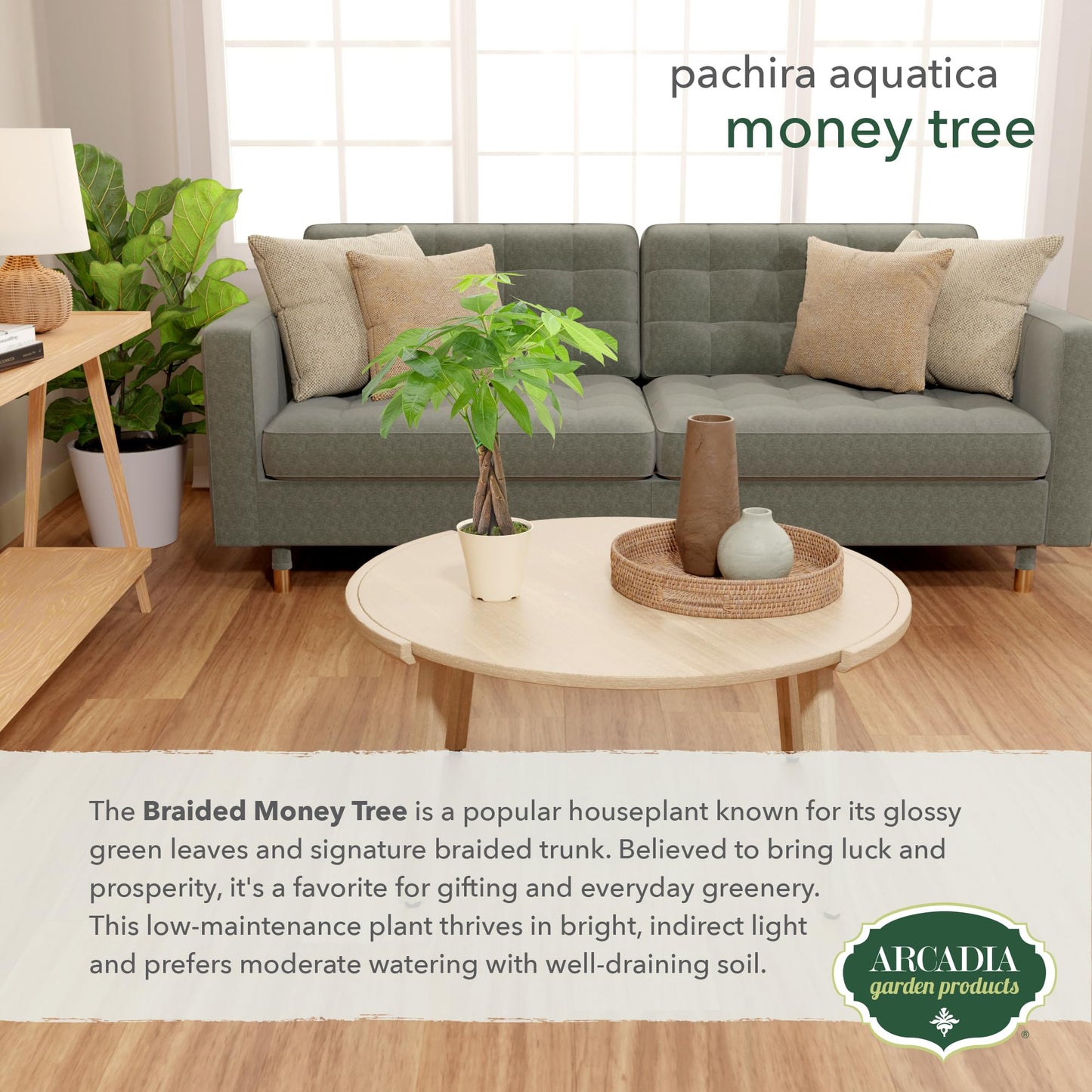 Live Braided Money Tree Pachira Aquatica Indoor Houseplant in Arcadia Garden Product's Branded Plastic Pot, Tropical Plant Collector Gift for Home and Garden Decor, 4-in, Beige