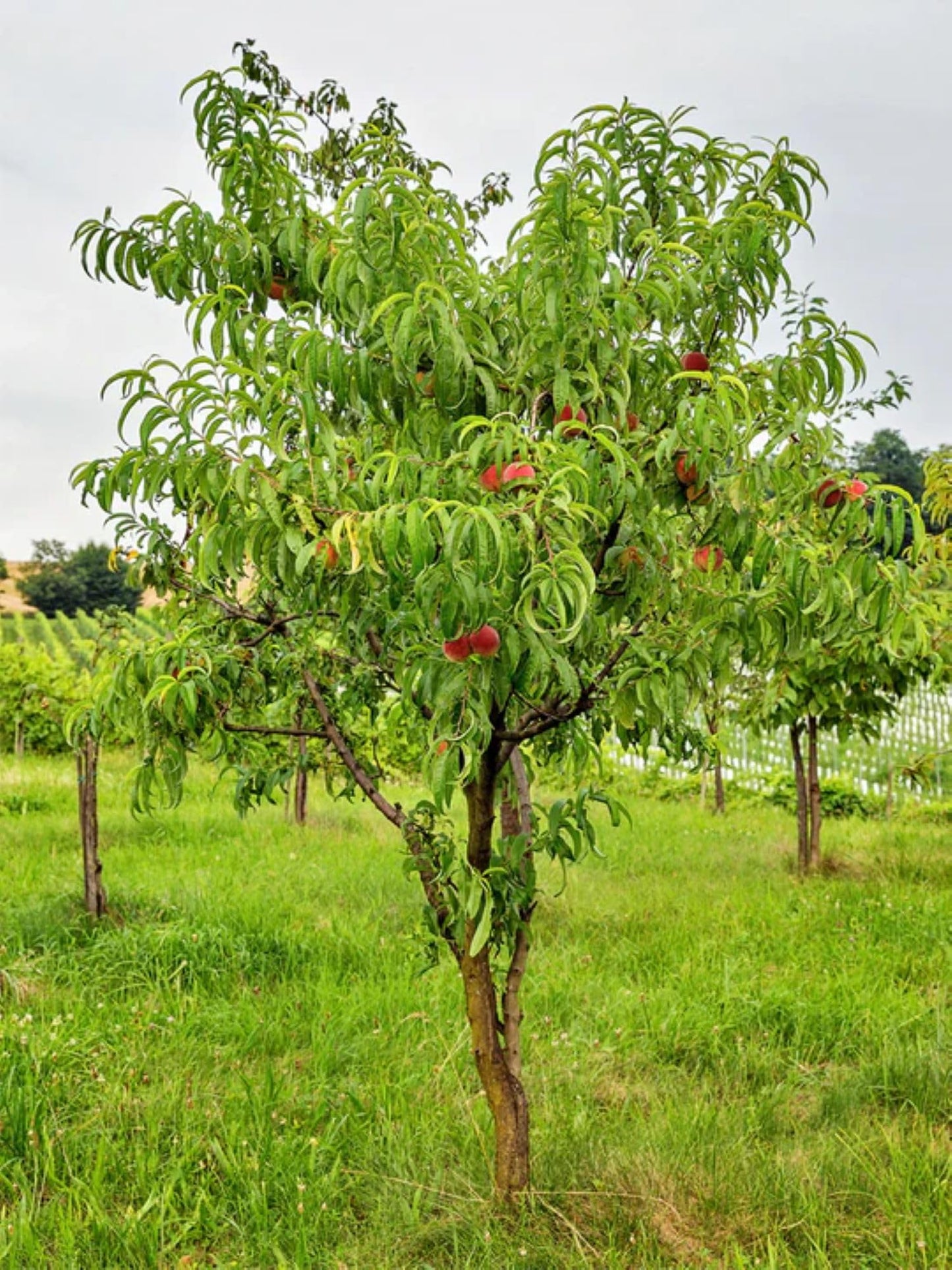 American Plant Exchange Elberta Peach Tree, Live Large 5-Gallon Pot, Heirloom Variety, Pink Blossoms, Large Yellow Peaches, Self-Pollinating, Juicy Fruit for Fresh Eating or Canning